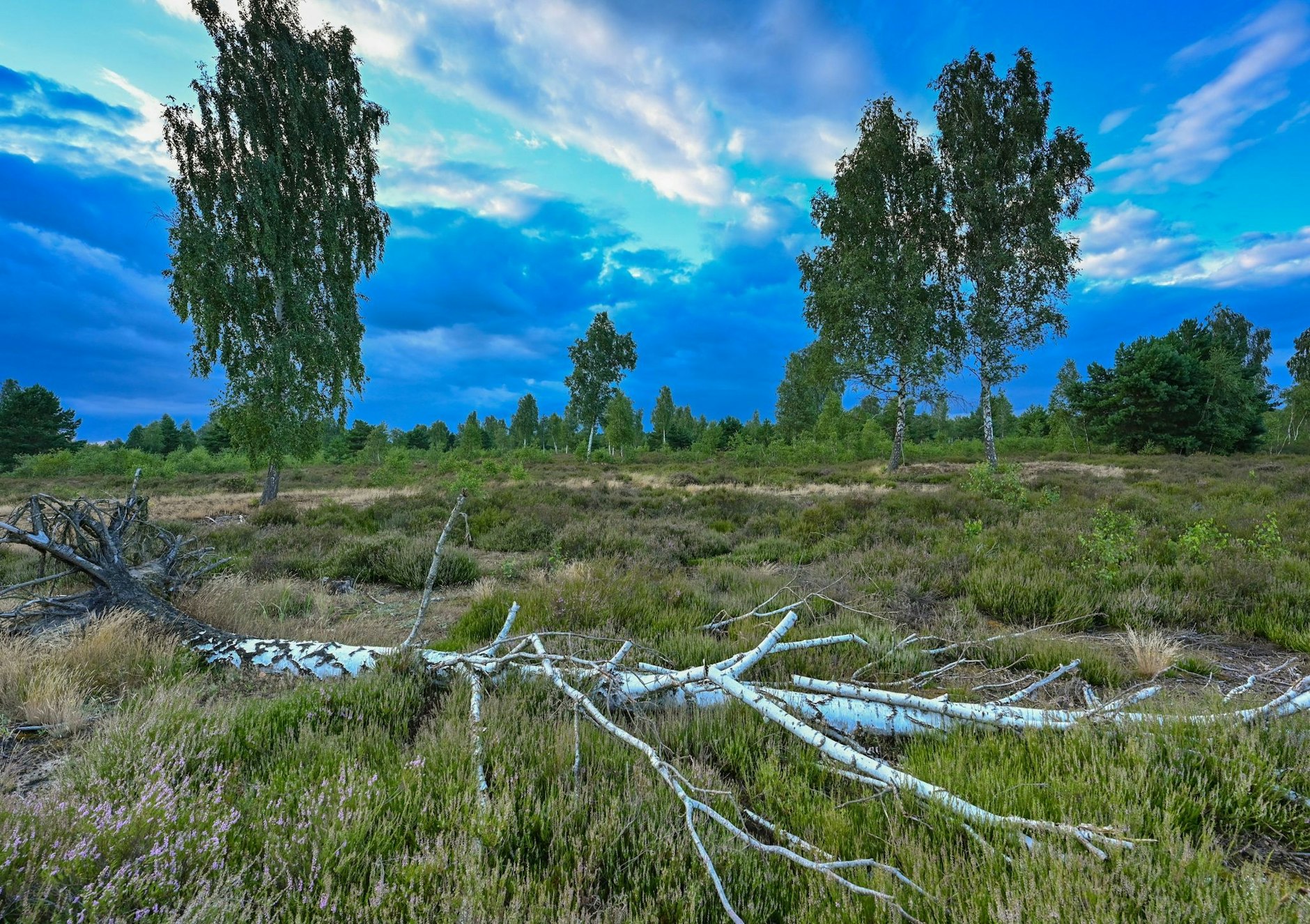 PRODUKTION - Nur ganz wenig blüht bislang die Heide im Naturschutzgebiet der Reicherskreuzer Heide.