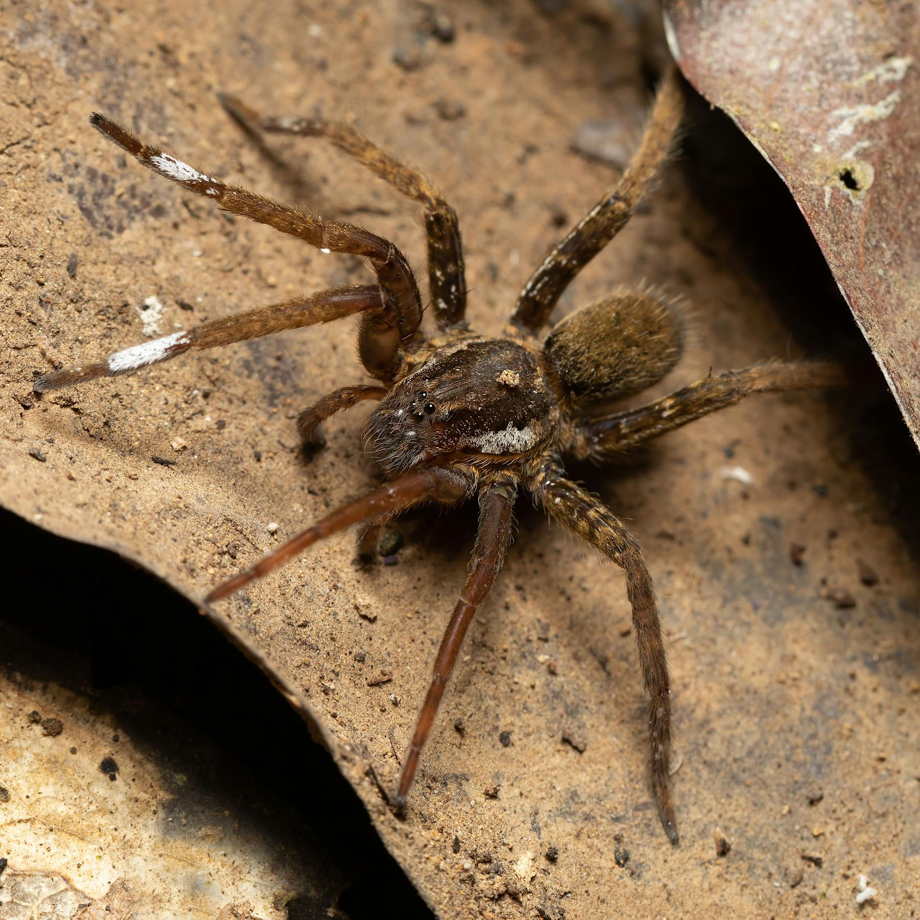 Horror im Supermarkt: Gift-Spinne ausgebüxt, Biss kann tödlich sein!