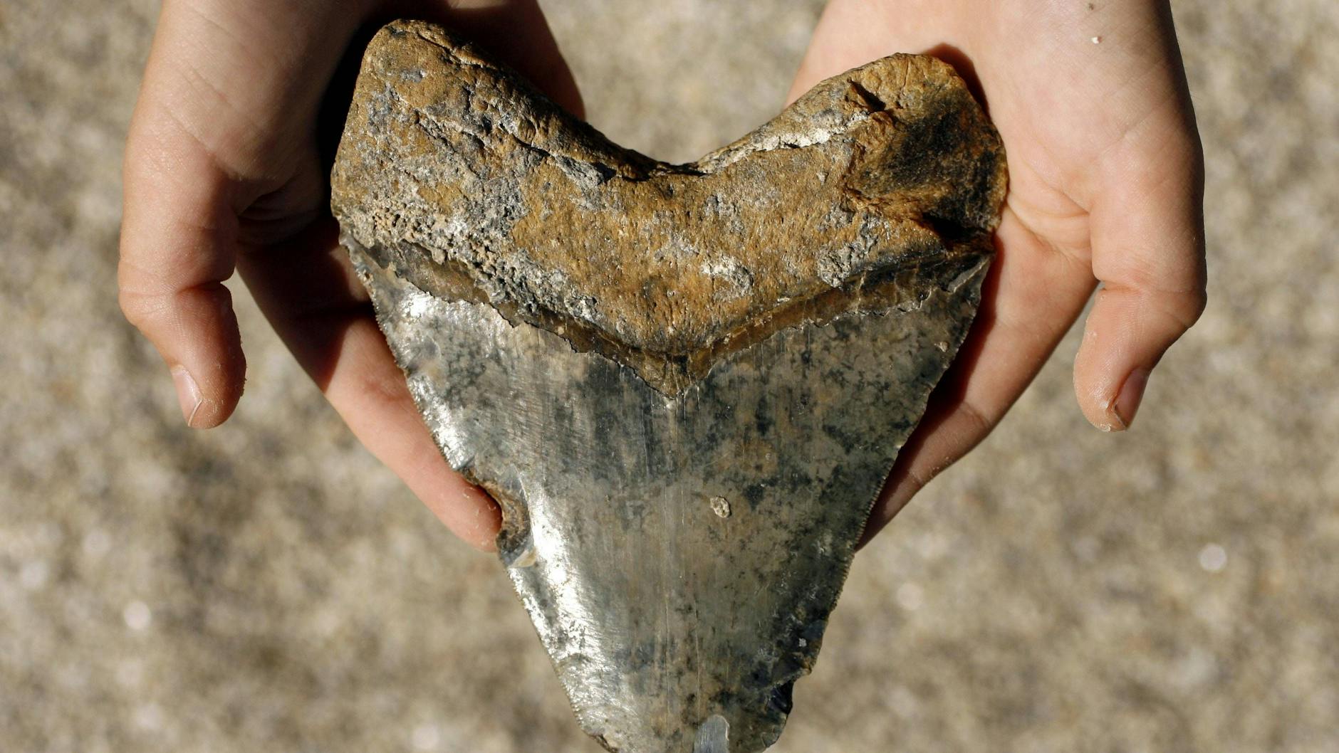 Die Zähne des Megalodon wurden bis zu 18 Zentimeter groß. Auch im Film „Meg 2“ hat der Hai ziemlich große Beißerchen.