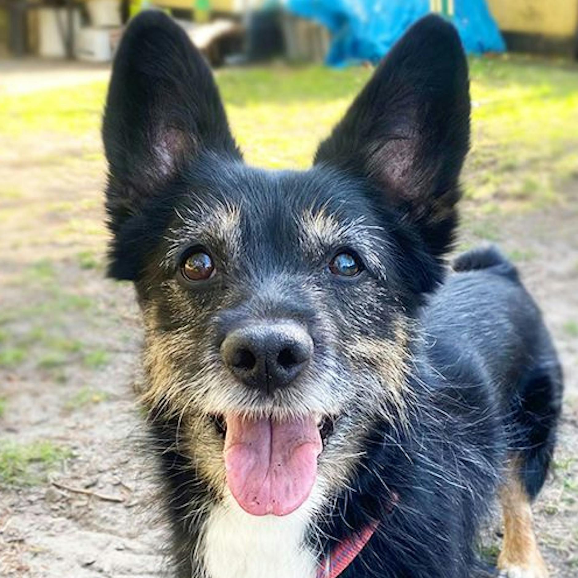 Arme, kleine Luna! Aus diesem traurigen Grund landete sie im Tierheim