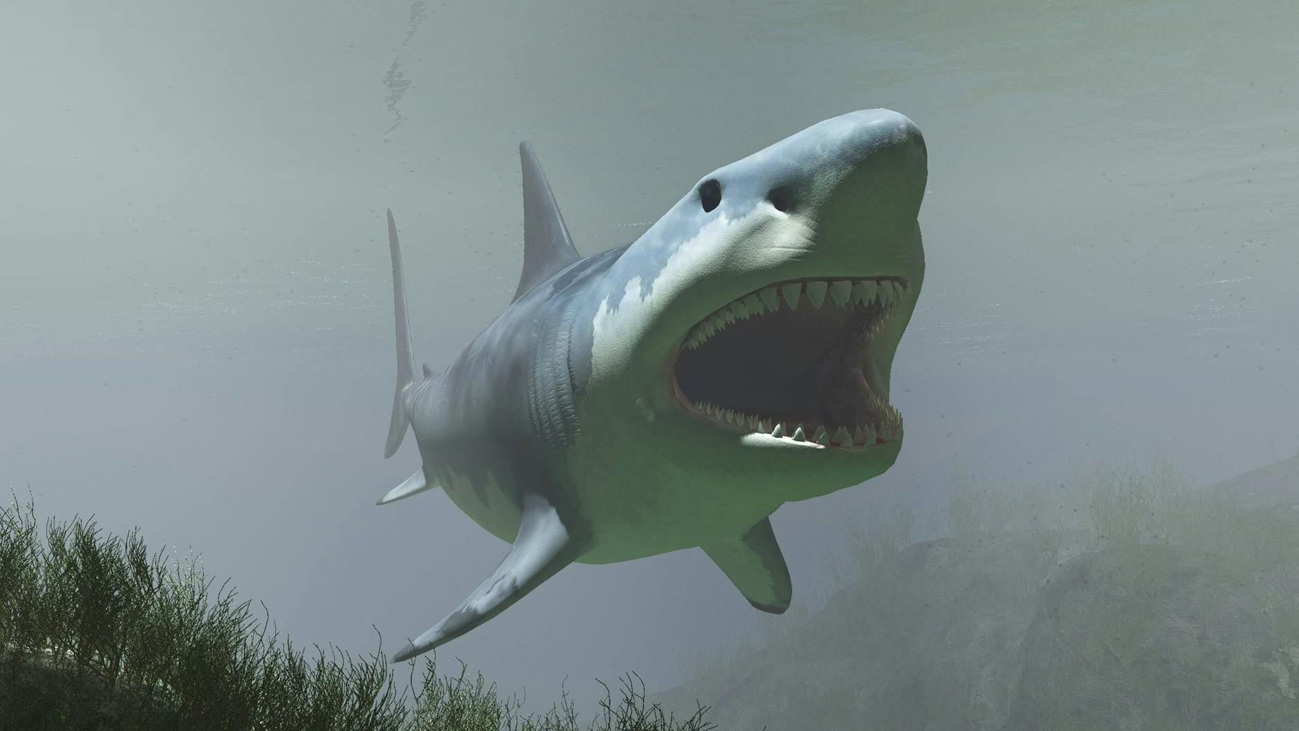 Kino-Hit „Meg 2“: Gab es den Megalodon wirklich? Fakten zum Riesen-Hai