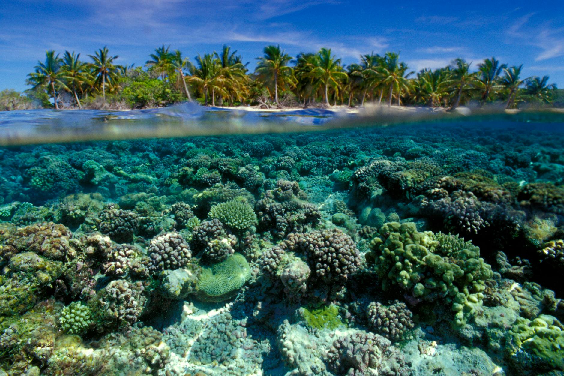 Der Pazifische Ozean ist riesig und voller Schätze.
