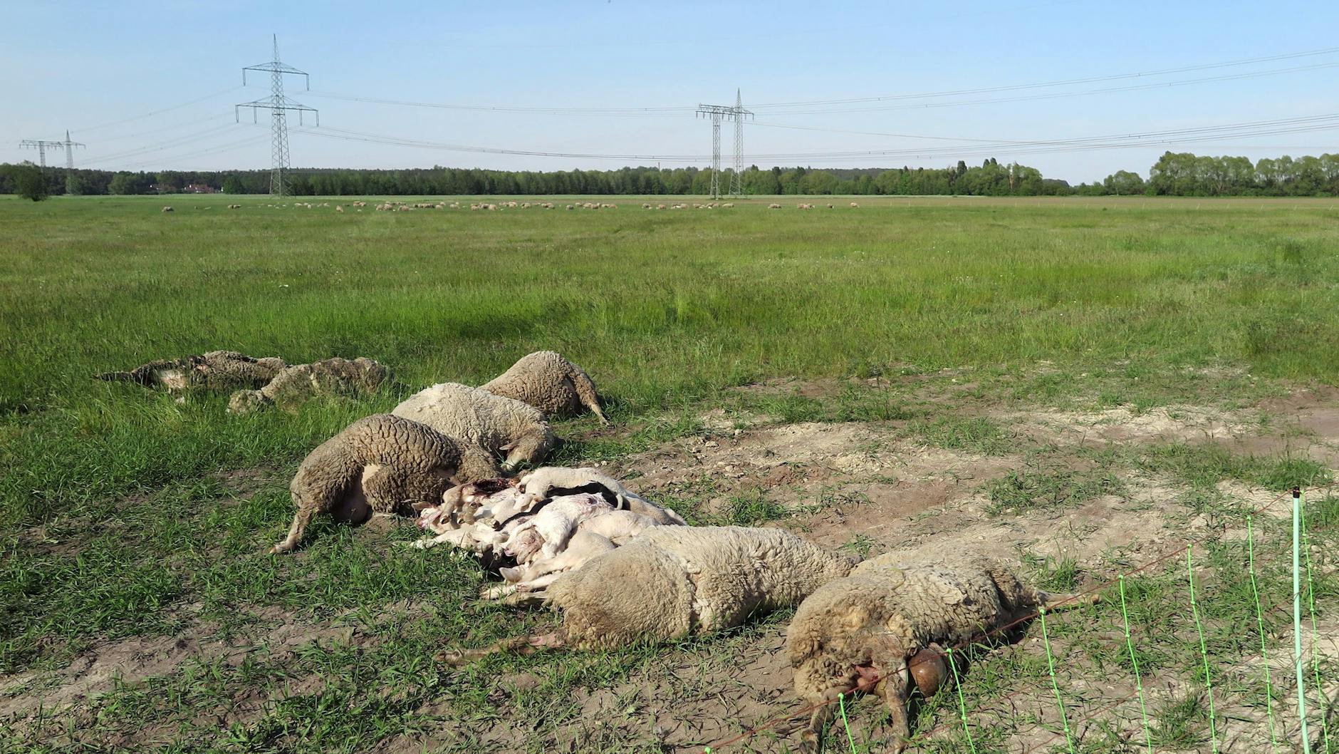 Gerissene Schafe liegen auf einer Wiese in Kummersdorf (Teltow-Fläming). 