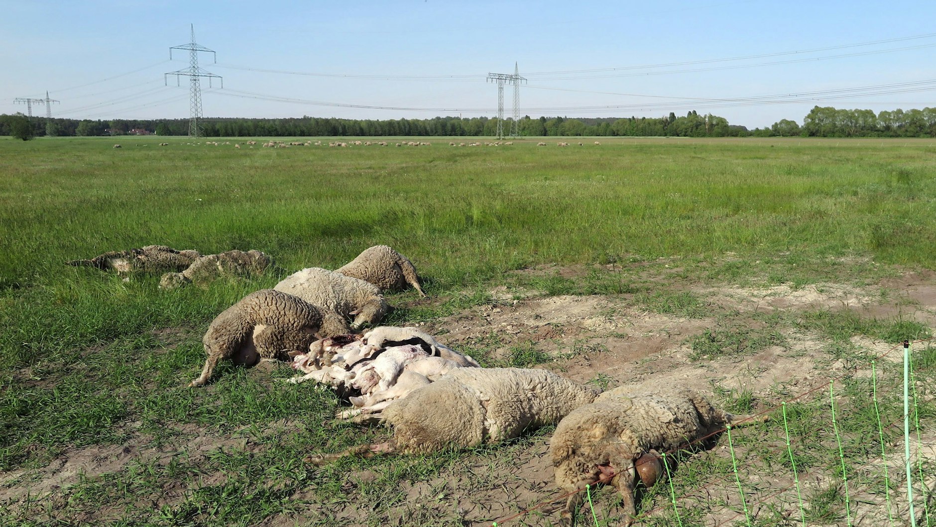 Gerissene Schafe liegen auf einer Wiese in Kummersdorf (Teltow-Fläming).&nbsp;
