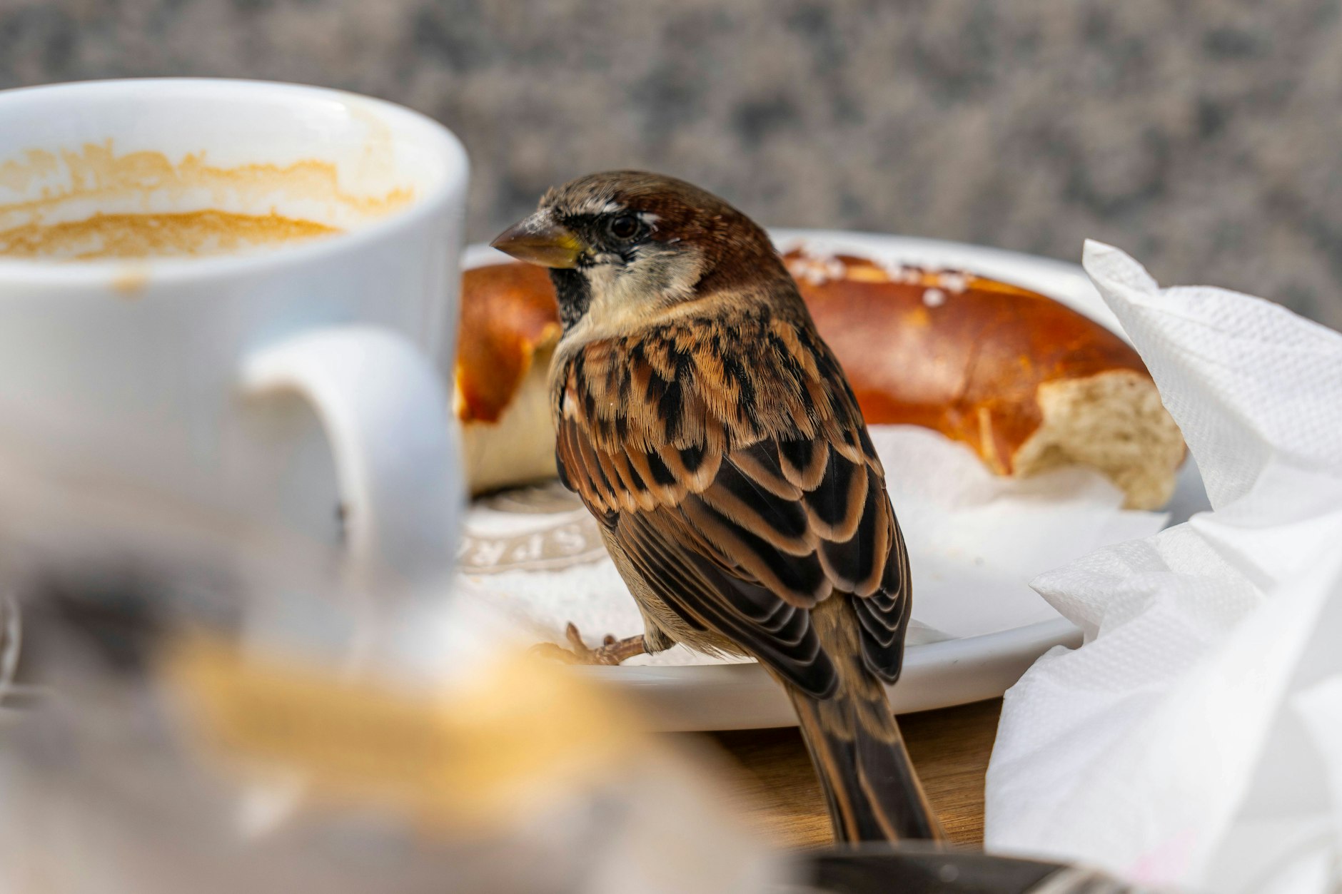 In meiner Wohnung gab es zwar keine Brezelkrümel für den Sperling, gemütlich fand er es anscheinend dennoch.