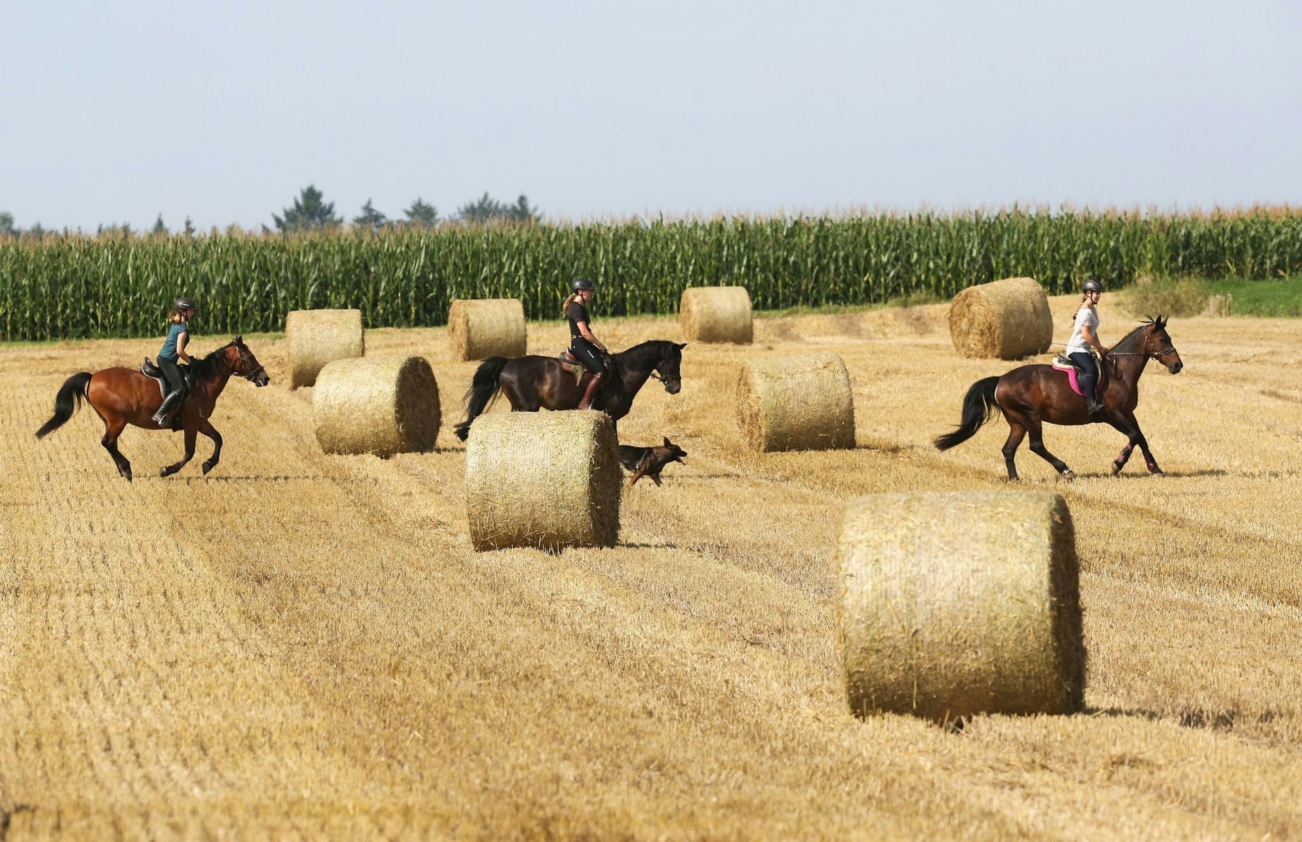 dpatopbilder - Ausflug bei Sonntagswetter: Wer kann, nimmt einfach Pferde und Hund mit.  