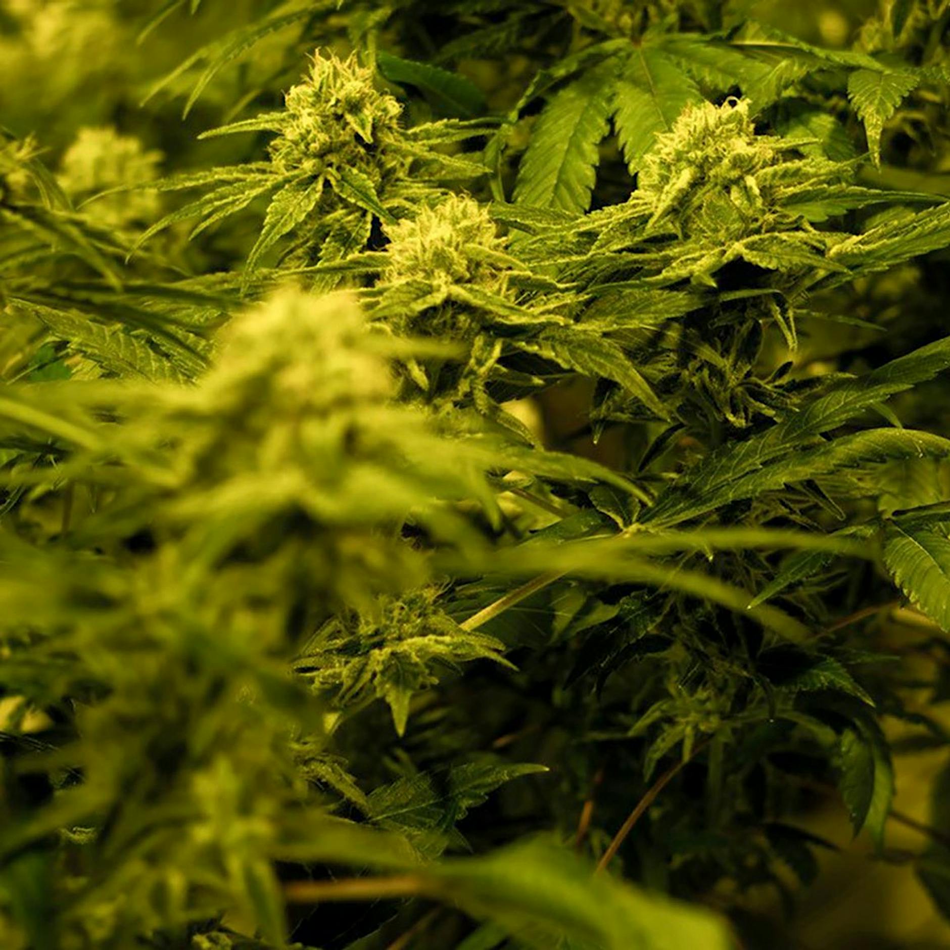 Cannabis-Legalisierung – sinnvoll oder gefährlich?