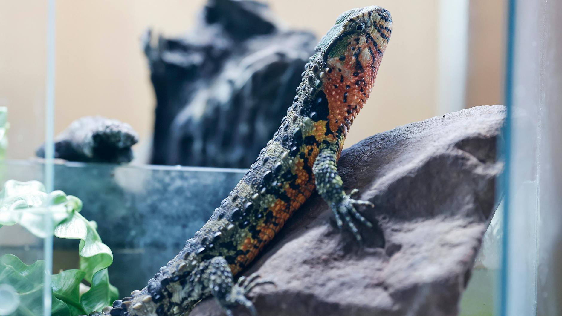 Eine chinesische Krokodilschwanz-Höckerechse in ihrem Gehege im Haus von Helmut Mägdefrau in Bayern. 