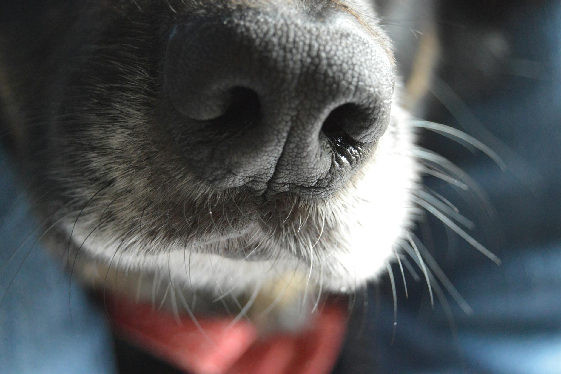 Die Nasen von Hunden sind extrem sensibel - deshalb können die Tiere in unterschiedlichen Bereichen als Spürhunde eingesetzt werden.