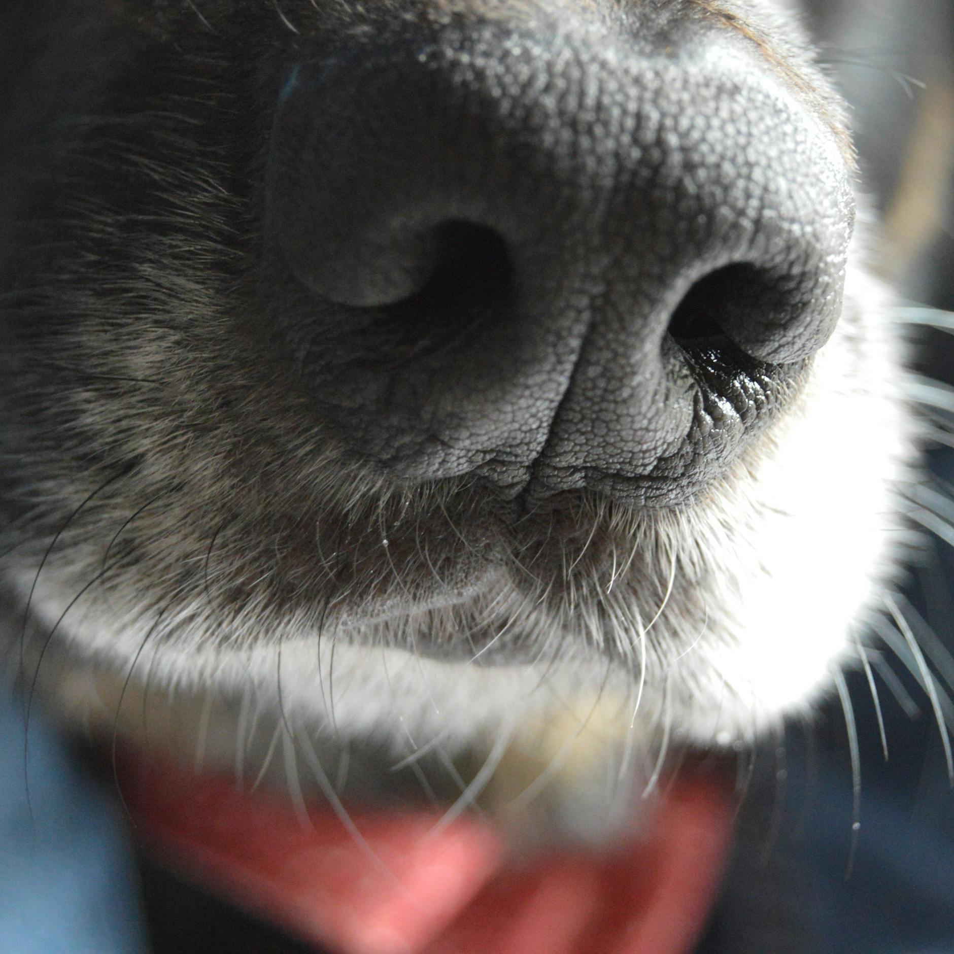 Krasse Tiere: Was diese Spürhunde leisten, ist einfach unfassbar