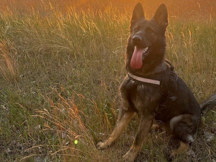 Die Polizei in Mecklenburg-Vorpommern bekommt bei der Verbrechensbekämpfung Unterstützung durch drei weitere Vierbeiner mit Spezialausbildung. Der Deutsche Schäferhund Marly ist einer der Datenträger-Spürhunde.
