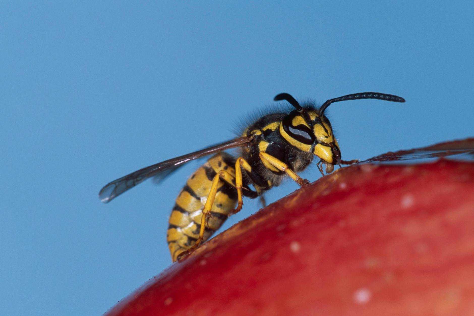 Unwillkommene Naschkatzen: Wespen lieben Süßes.