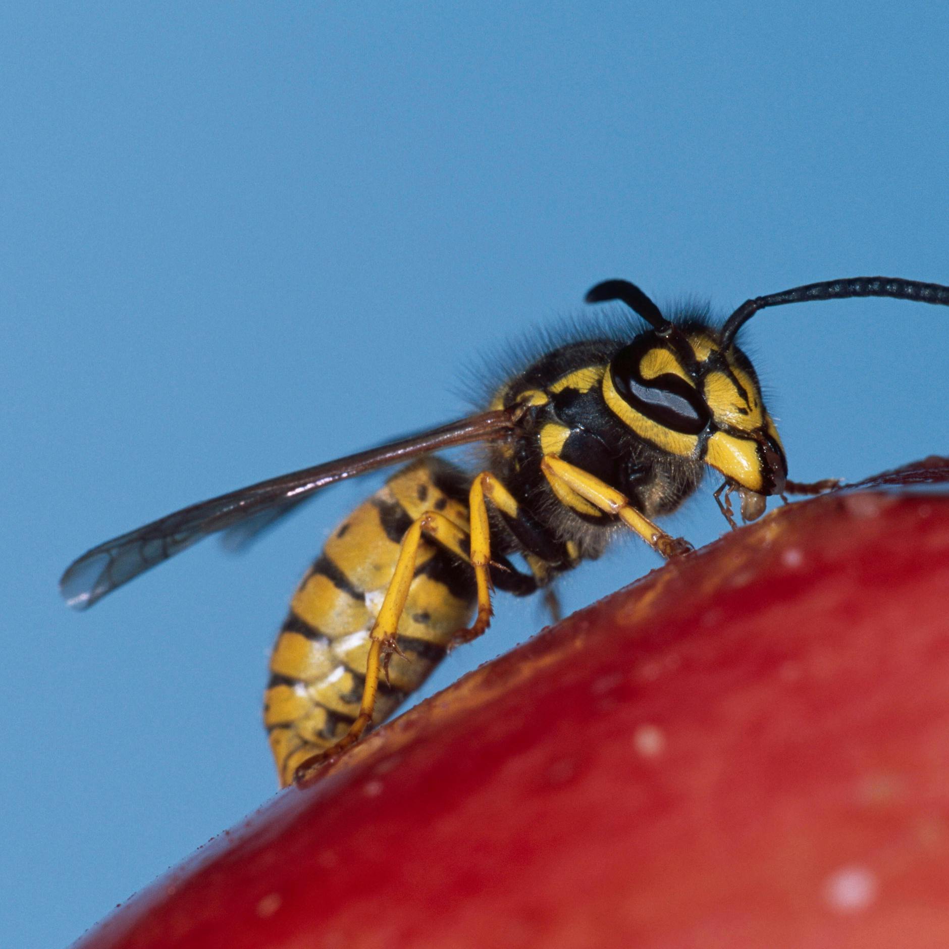 Wespen am Esstisch: SO werden Sie die Stechplage los