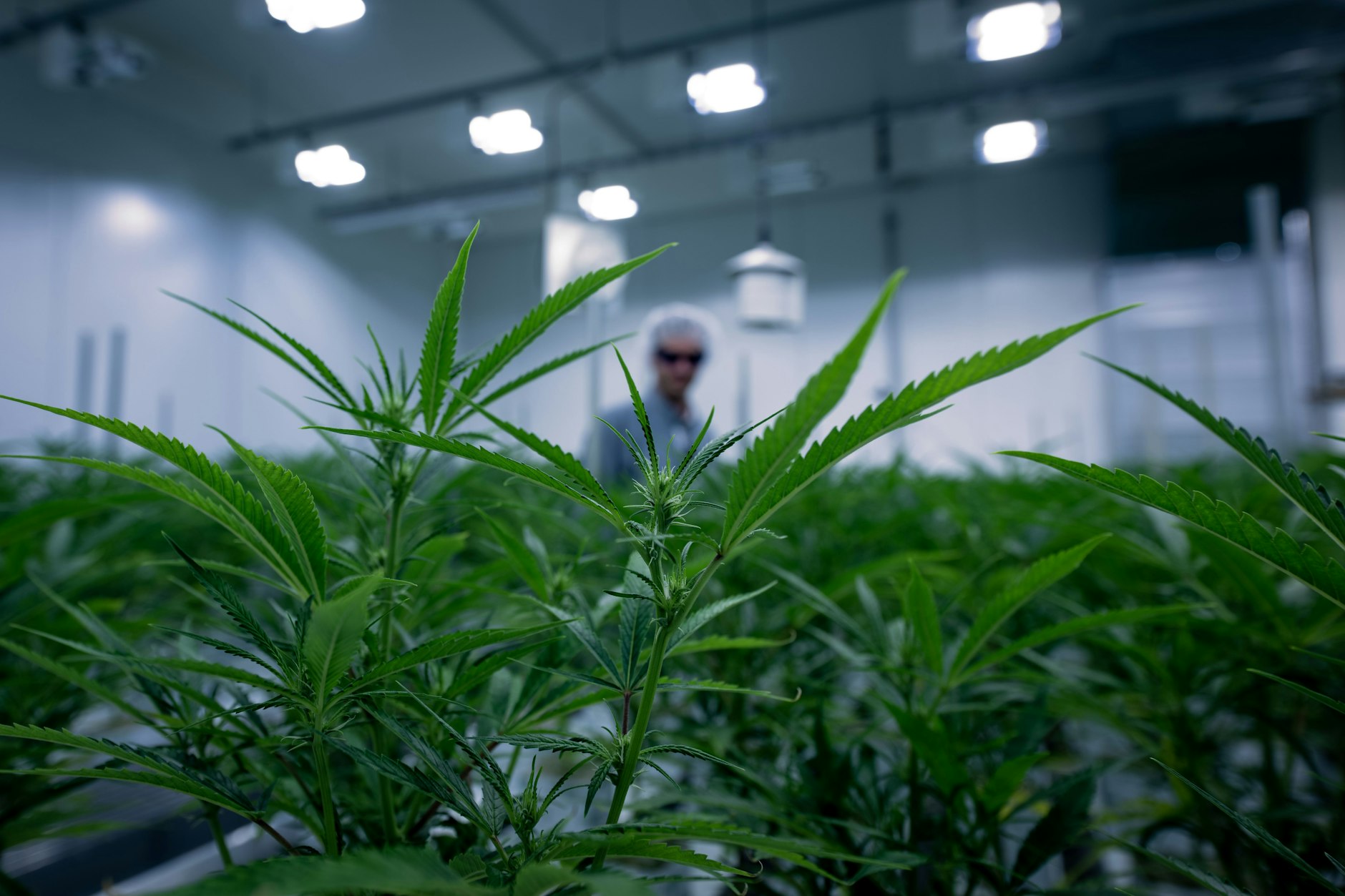 Medizinisches Cannabis: In einem Blütenraum des Pharmaunternehmens Aurora im Chemiepark Leuna begutachtet Produktionsleiter Simon von Berlepsch die Pflanzen.