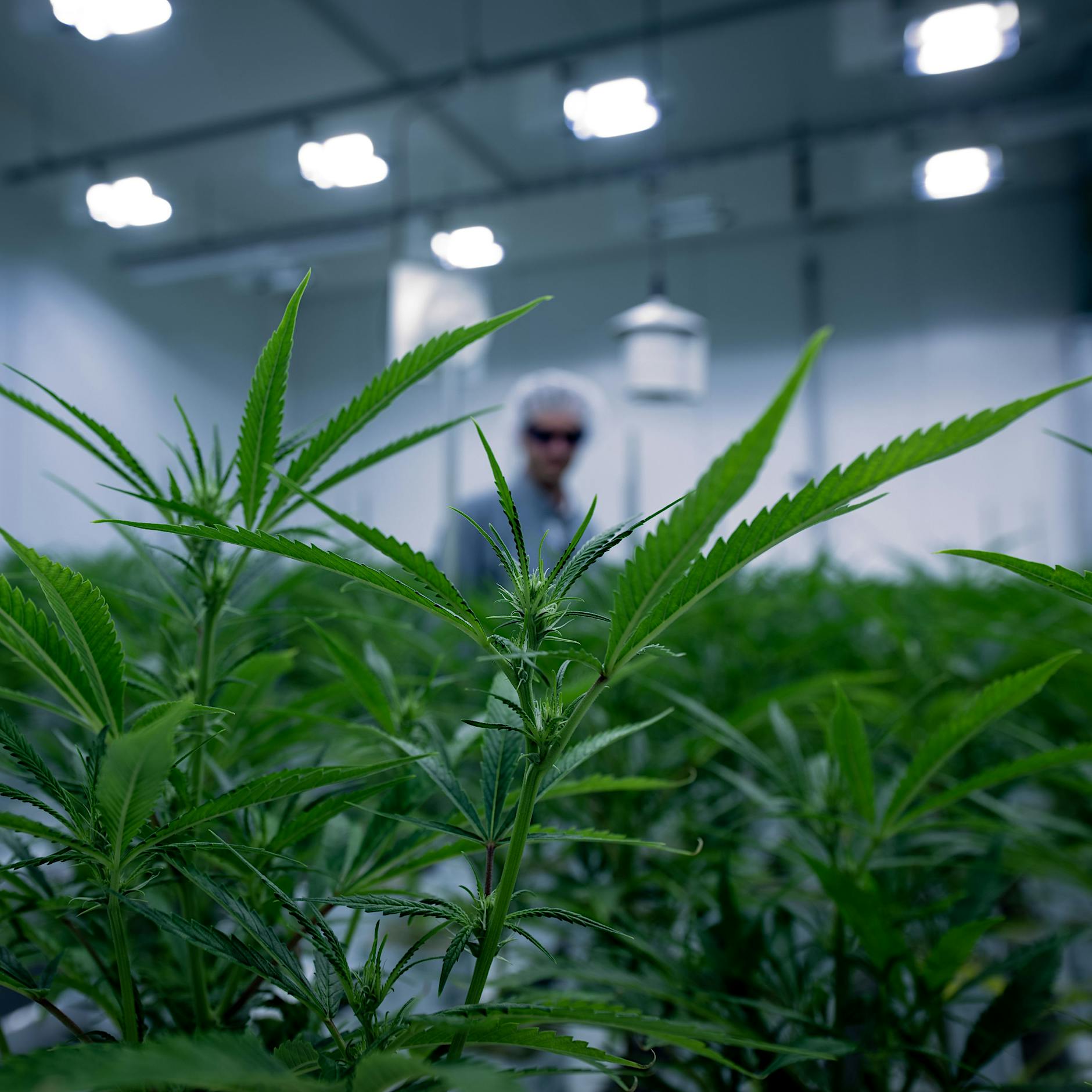 Cannabis-Legalisierung: Kommt das Marihuana für Berlin künftig aus Brandenburg?