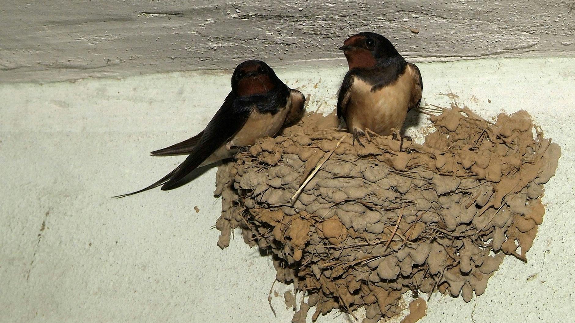 Ein Rauchschwalben-Paar in seinem Nest. 