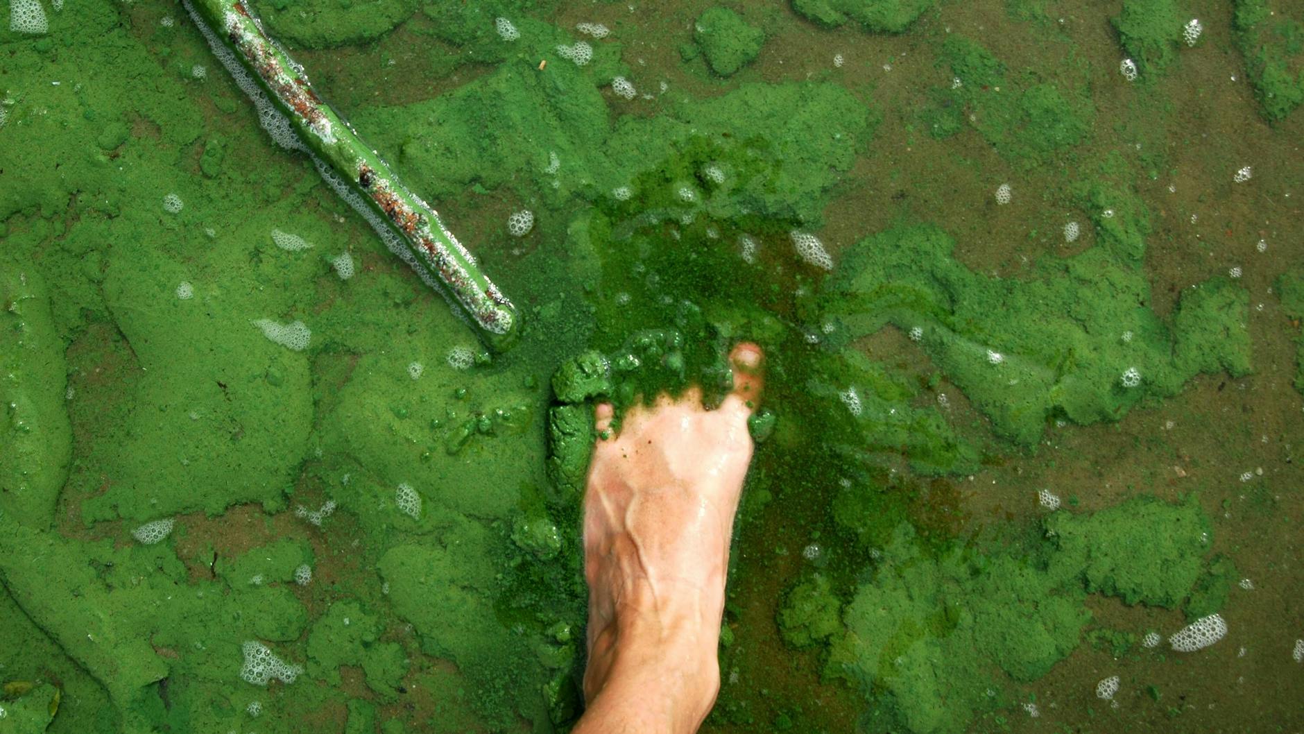 Die Berührung der Blaualgen-Teppiche sollte man lieber vermeiden.