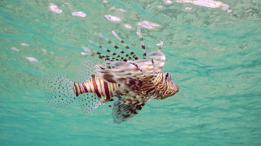 Vorsicht, Gift-Fisch! DIESES Tier bringt Urlauber am Strand in Gefahr