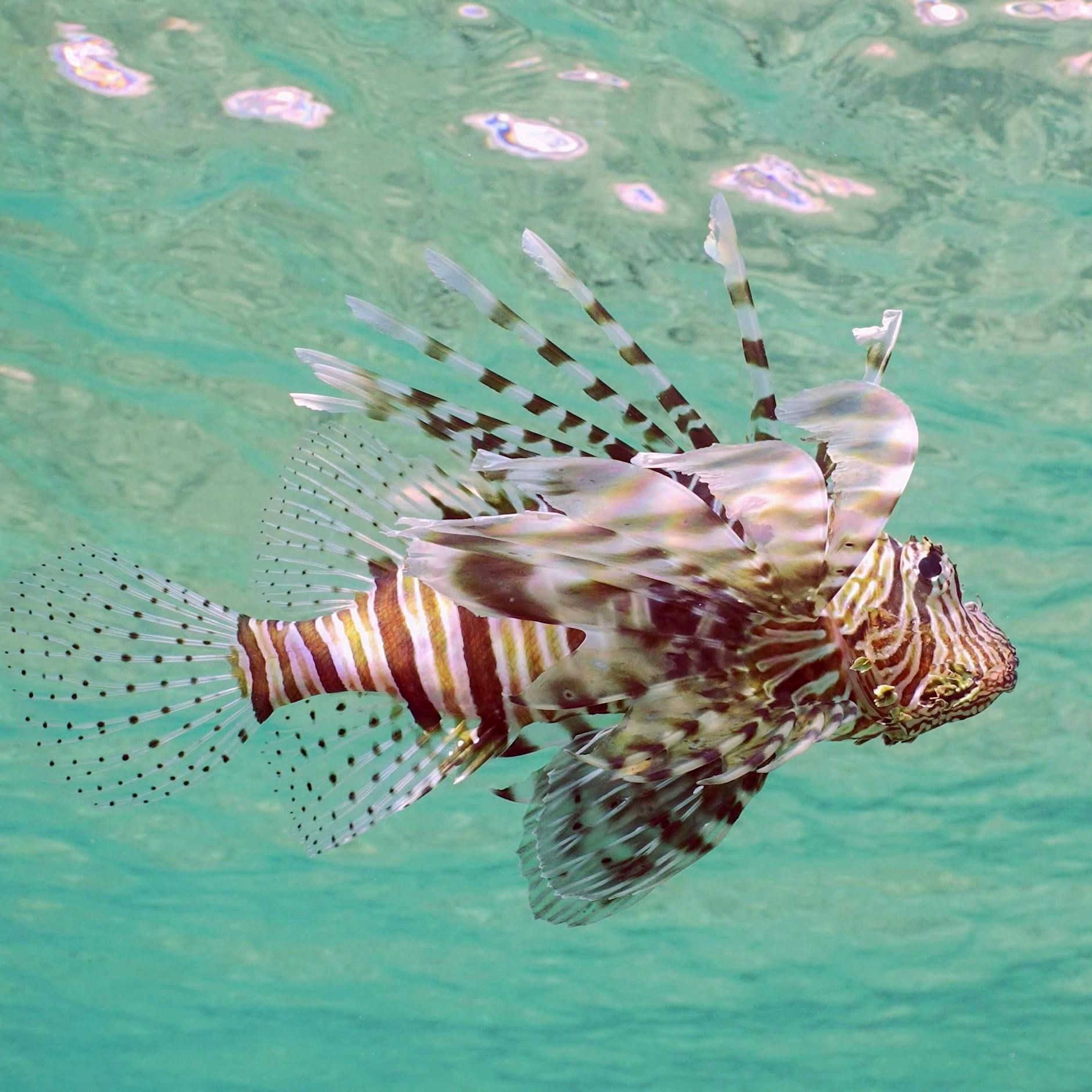 Vorsicht, Gift-Fisch! DIESES Tier bringt Urlauber am Strand in Gefahr