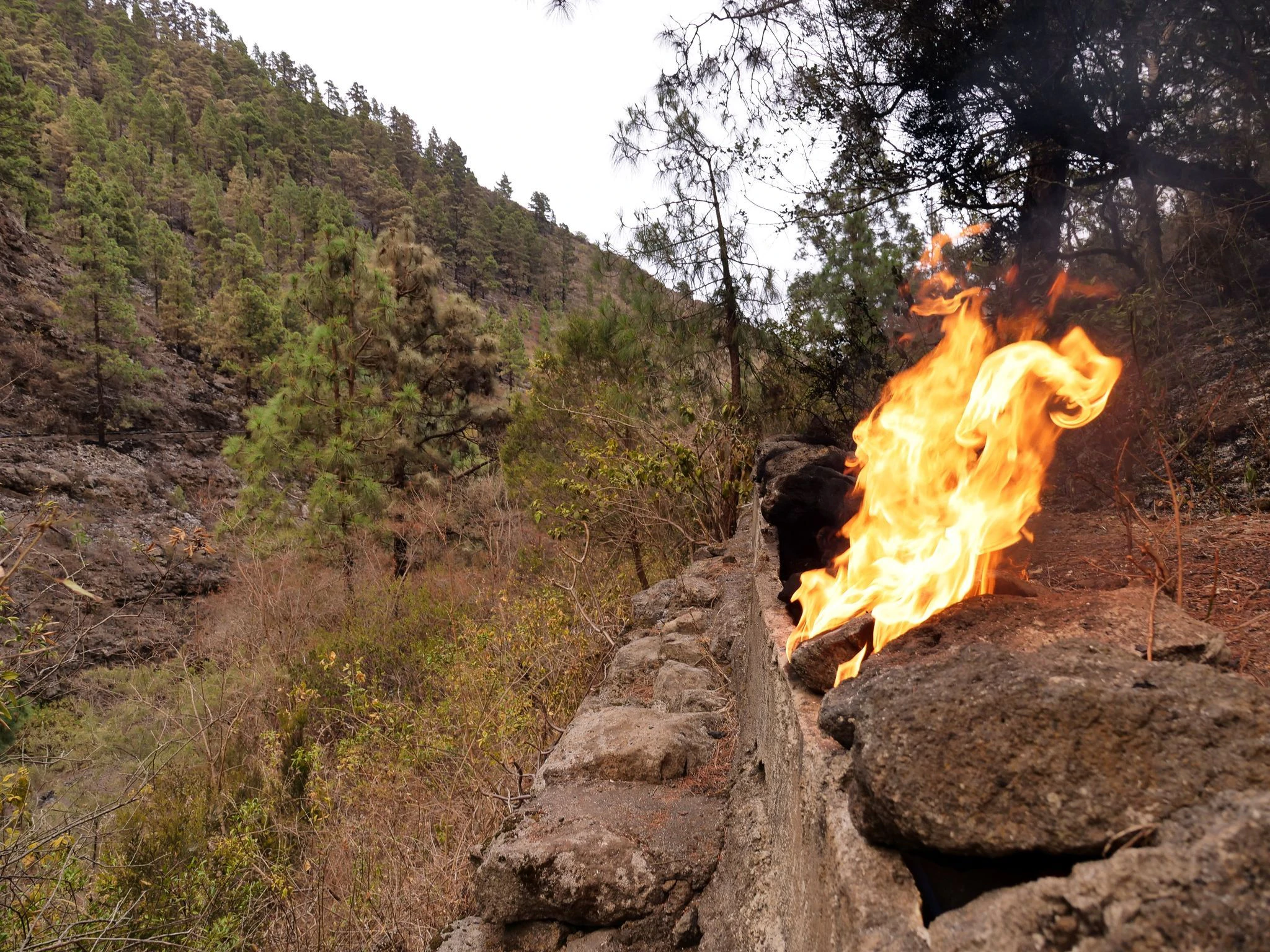 Eine Flamme lodert in einem Waldgebiet in den Bergen nahe der Gemeinde Arafo.  