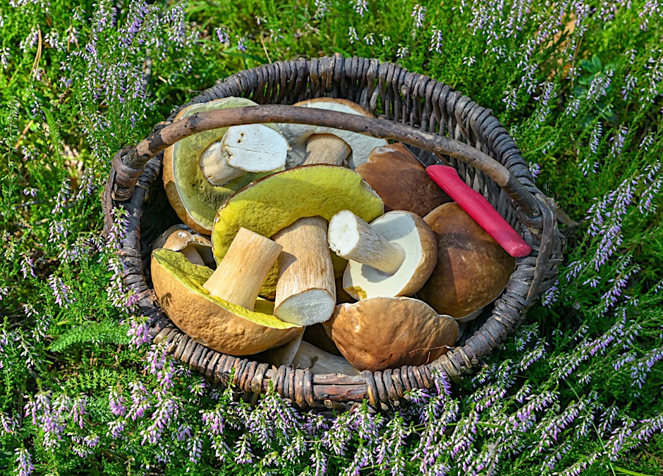 Ein Korb voller frisch gesammelter Steinpilze in einem Wald im Oder-Spree Kreis im östlichen Brandenburg.  