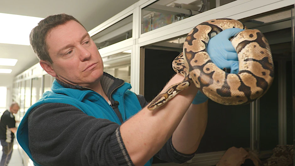 HANDOUT - Der Tierschützer Patrick mit einer Netzpython, die nach einer Beschlagnahmung im Tierschutzzentrum gelandet ist.  