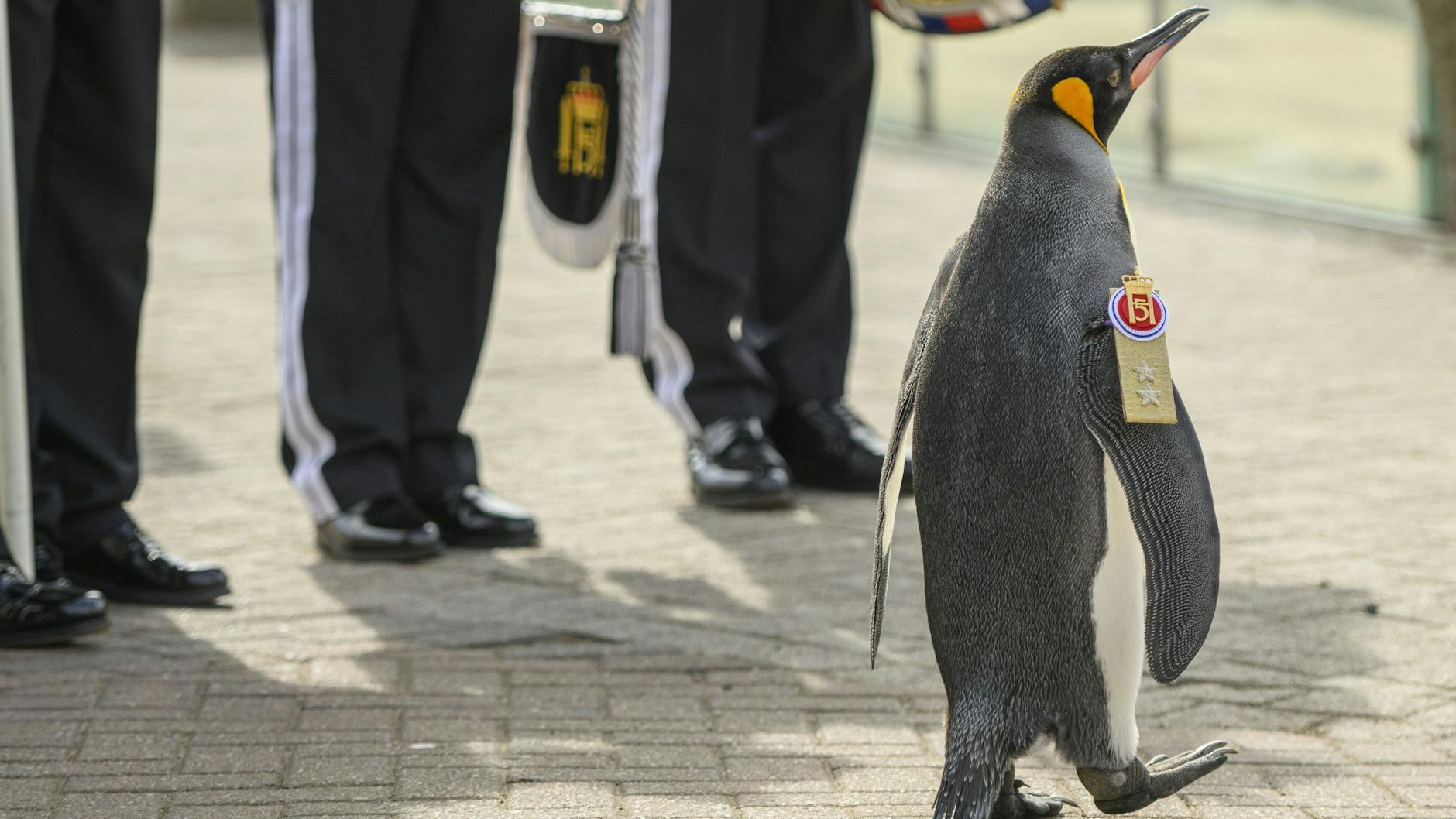 Der putzige Königspinguin wurde 2008 zum Ritter geschlagen.