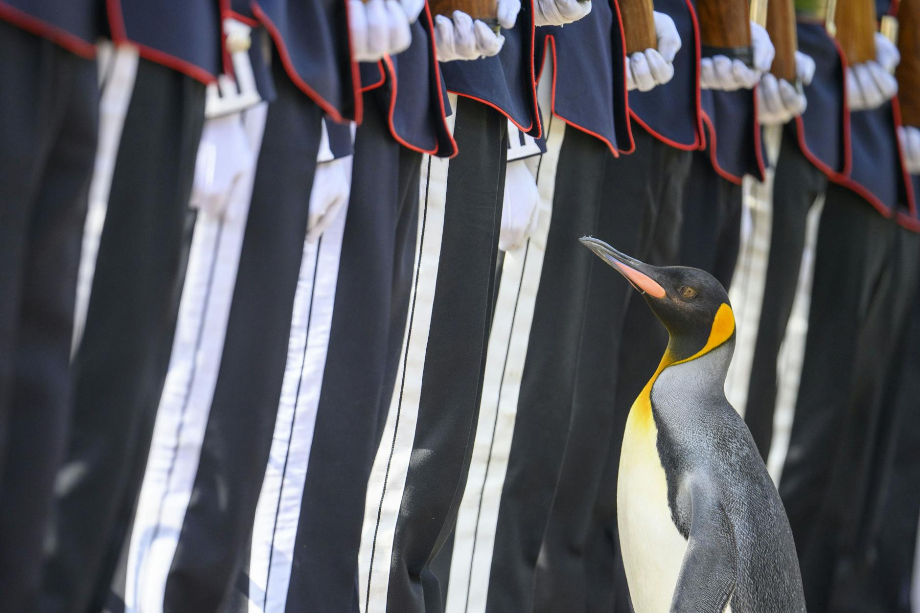 Königspinguin Sir Nils Olav III. bei seiner Beförderung im Zoo von Edinburgh.