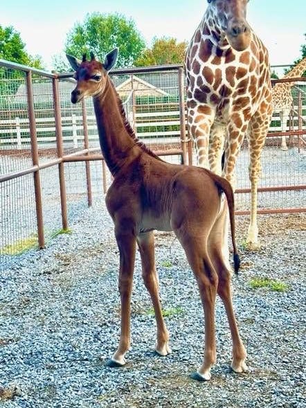 Noch keinen Monat alt, und schon eine Medien-Sensation: Die Giraffe ohne Flecken.