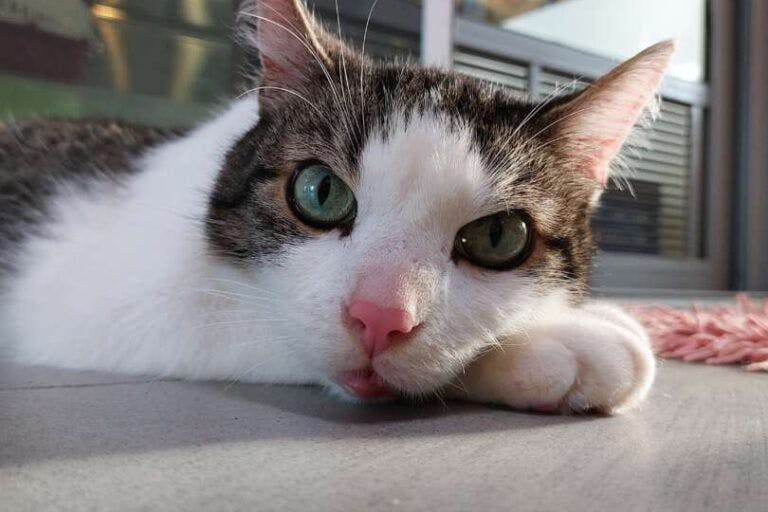 Kater Burchi wartet im Tierheim Berlin sehnsüchtig auf ein neues Zuhause.