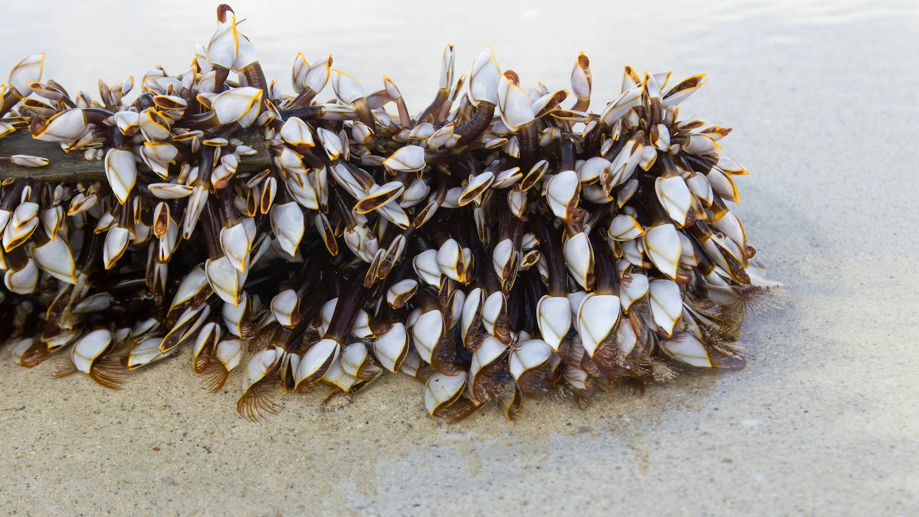 Solche Seepocken lagerten sich auch an den Trümmern von Flug MH370 an, die an den Küsten gefunden wurden.