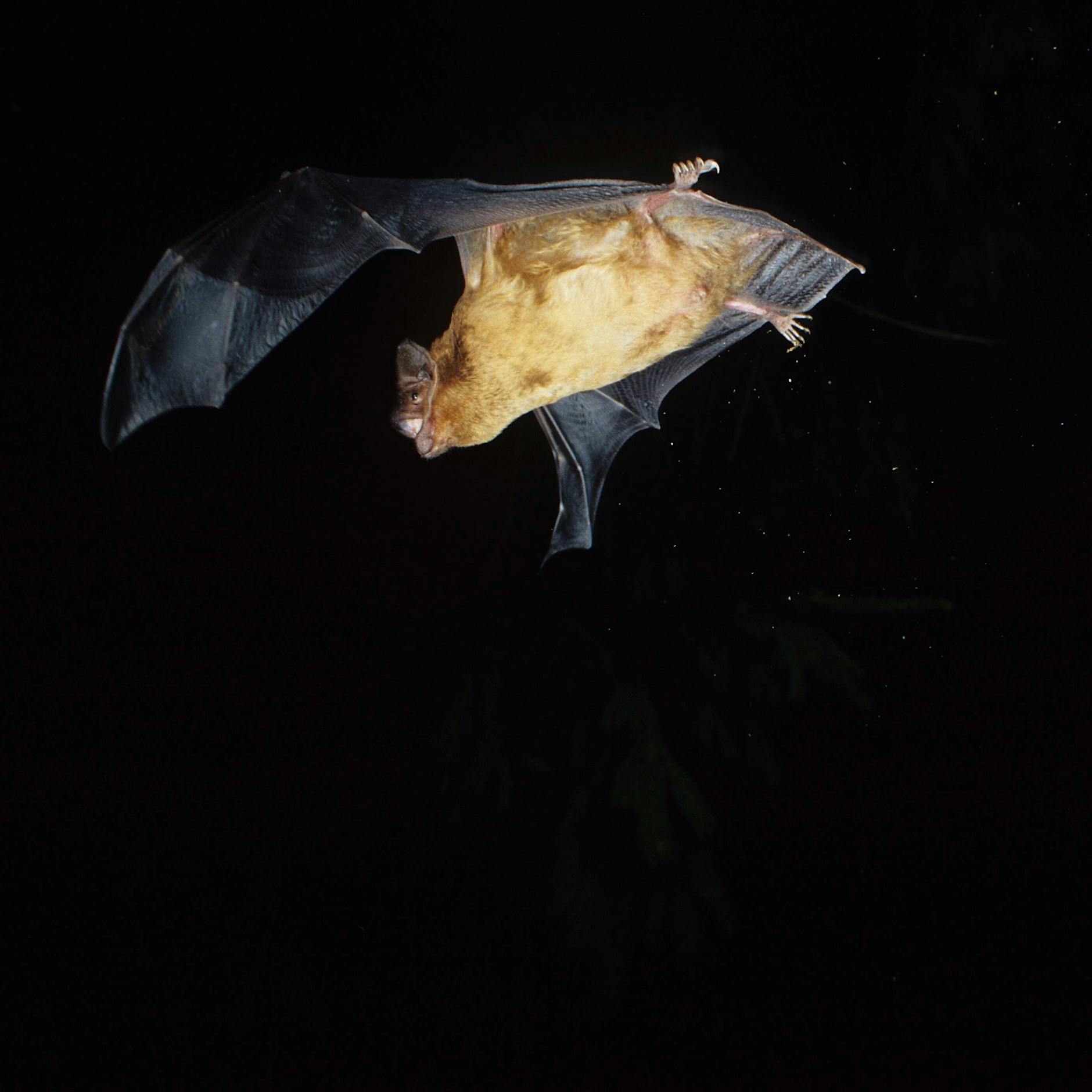 DARUM verirren sich Fledermäuse gerade jetzt in Häuser