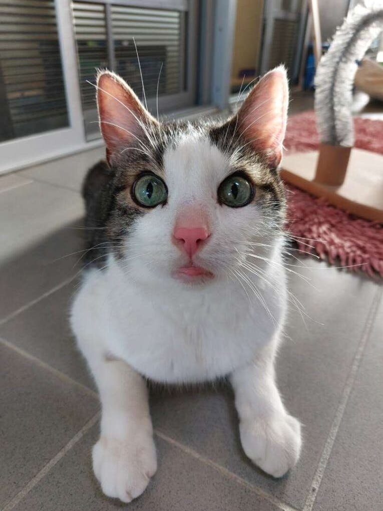 Kater Burchi hatte eine große klaffende Wunde, als er ins Tierheim Berlin kam.