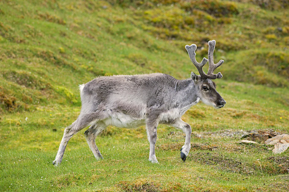 Ein Rentier auf Futtersuche (Symbolbild). Norwegen will Grenzübertritte der Tiere künftig verhindern.