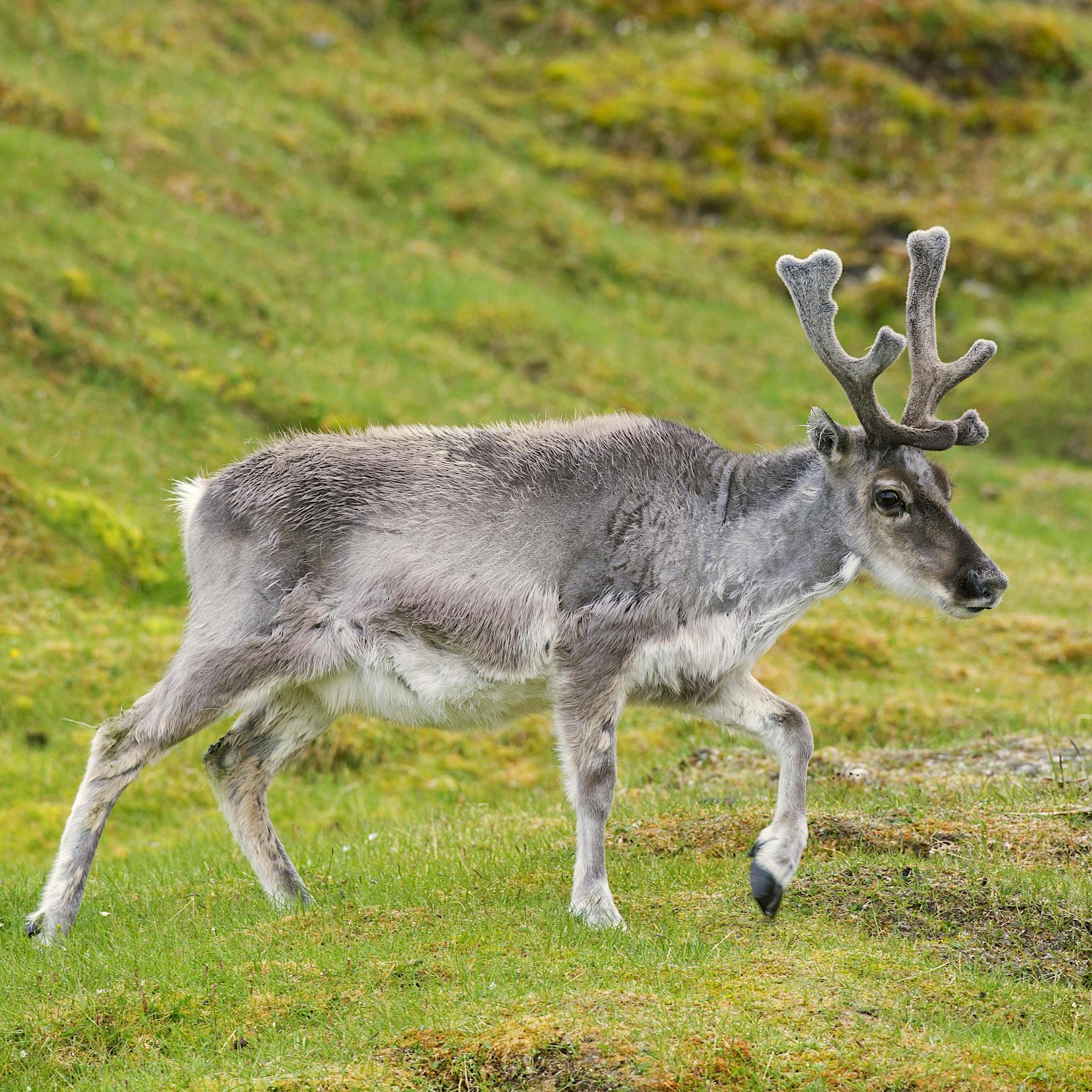 Norwegen schlachtet Rentiere, die vom Grasen aus Russland zurückkommen: Zaun soll Misere lösen