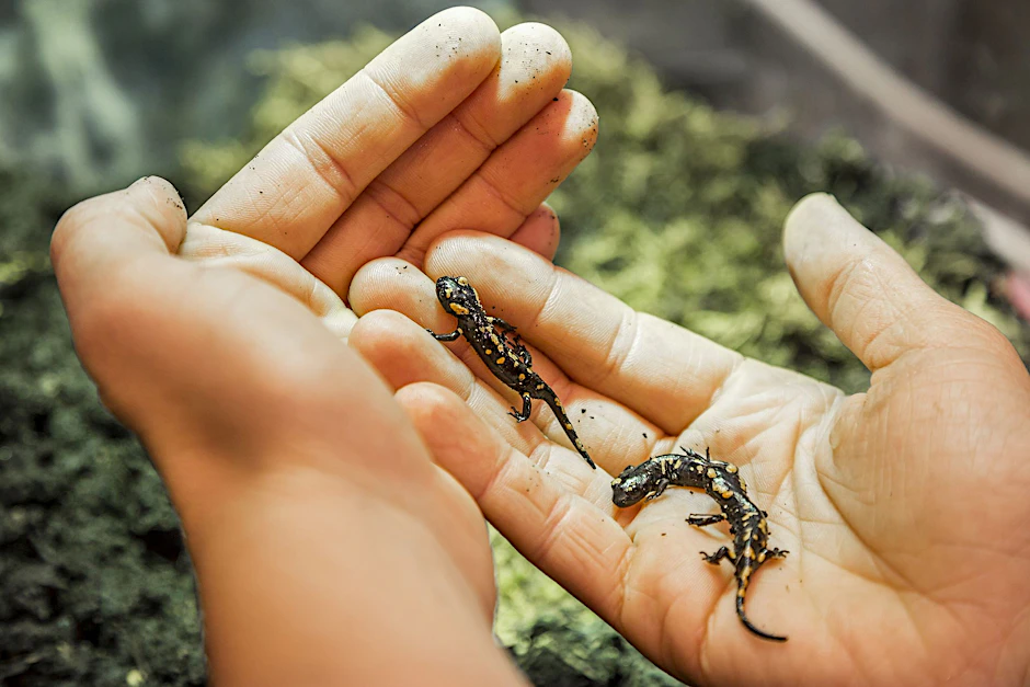 Der Feuersalamander-Nachwuchs wird ausgewildert.&nbsp;