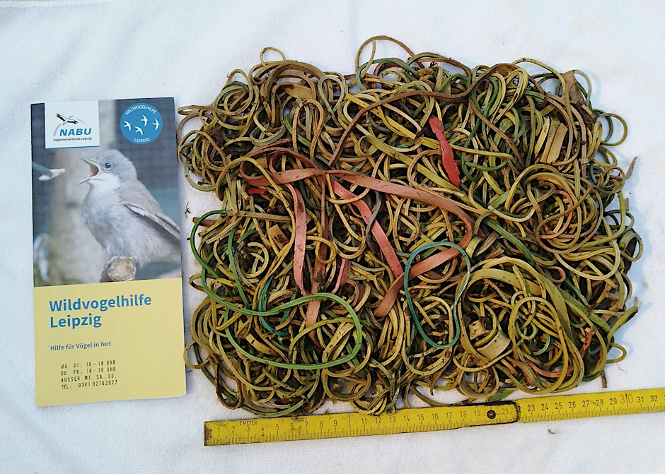 HANDOUT - Bei einem Jungstorch aus Bad Dürrenberg wurde nach Angaben des Naturschutzbundes Nabu die tödliche Menge von rund 600 Gramm Gummibändern im Magen gefunden.  