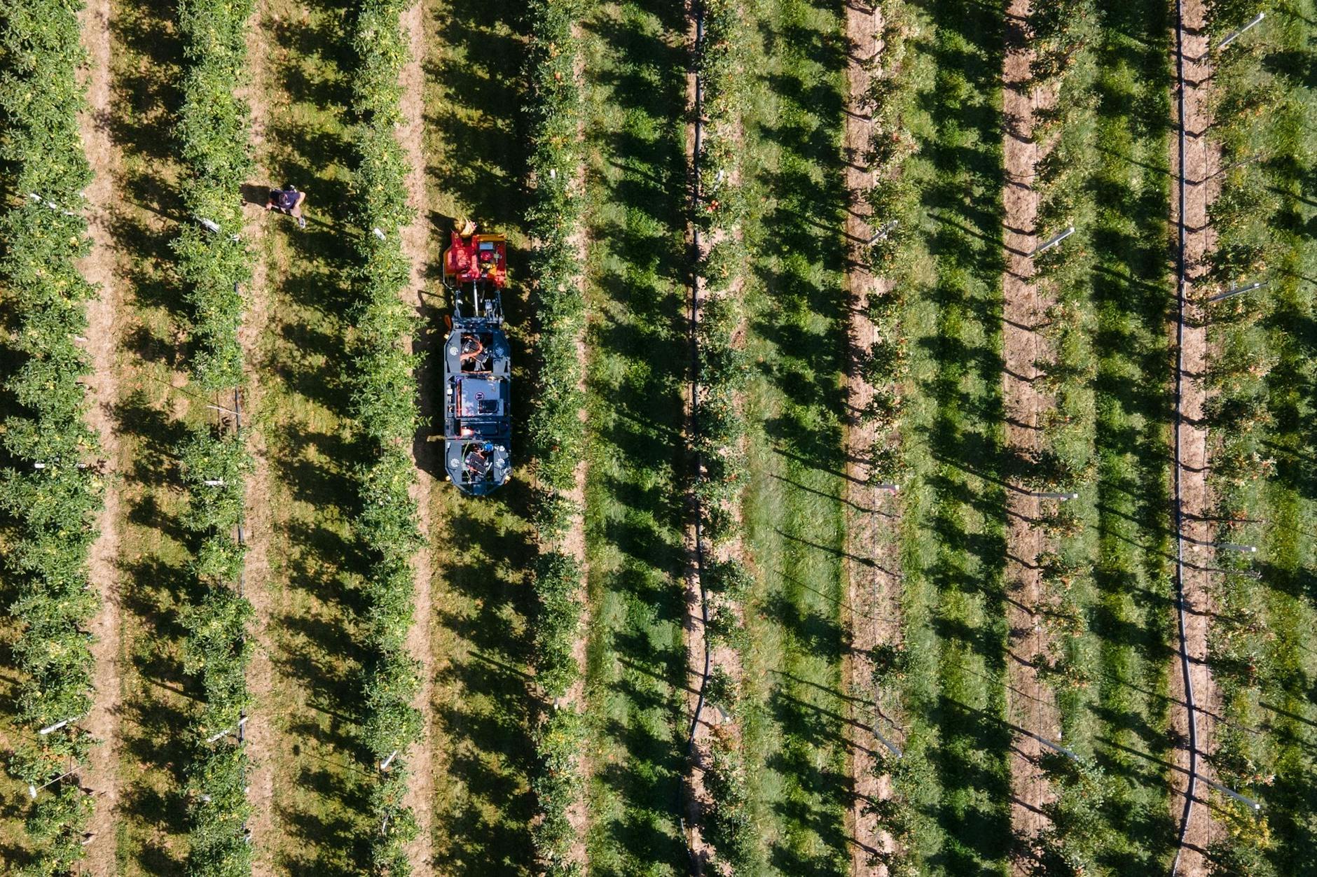 In Sachsen ist die Apfelsaison eröffnet worden: Auf dem Gelände des Sächsischen Landesamtes für Umwelt, Landwirtschaft und Geologie hat der autonom fahrende Obst- und Weinbauroboter Elwobot die Arbeit aufgenommen.