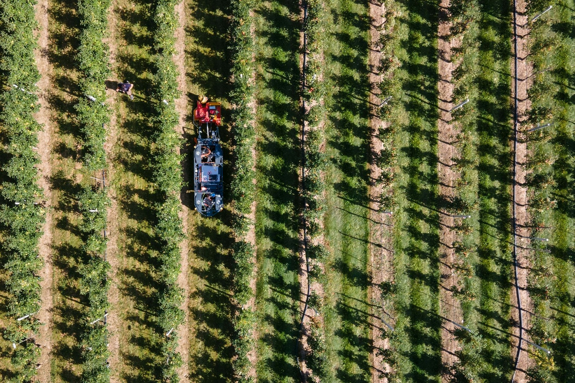 In Sachsen ist die Apfelsaison eröffnet worden: Auf dem Gelände des Sächsischen Landesamtes für Umwelt, Landwirtschaft und Geologie hat der autonom fahrende Obst- und Weinbauroboter Elwobot die Arbeit aufgenommen.  