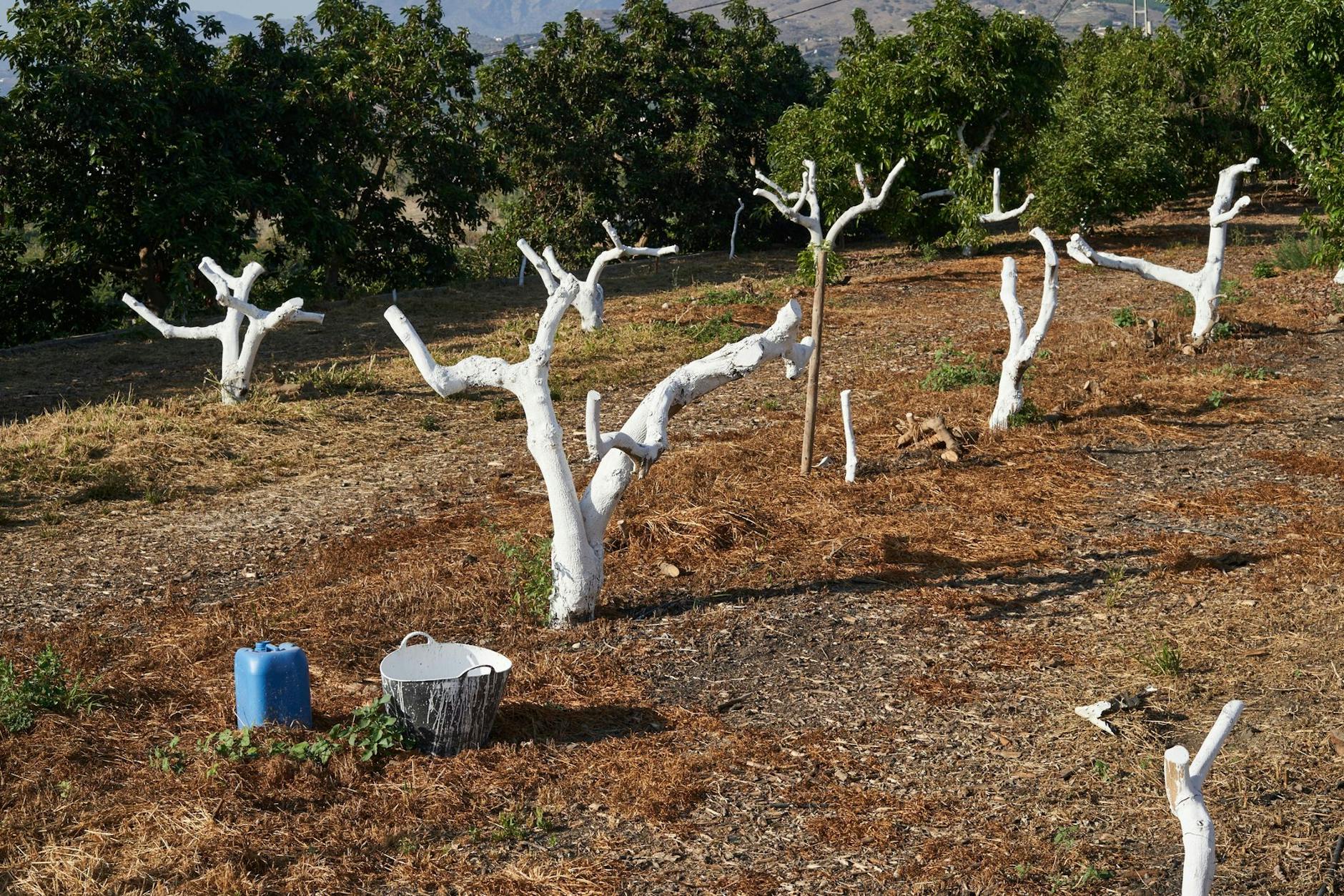 In Südspanien leiden Mensch und Natur unter einer großen Dürre. Avocadobäume sind weiß gestrichen, um sie vor Sonnenbrand zu schützen. Zweige wurden abgeschnitten, um ihr Wachstum zu verhindern.