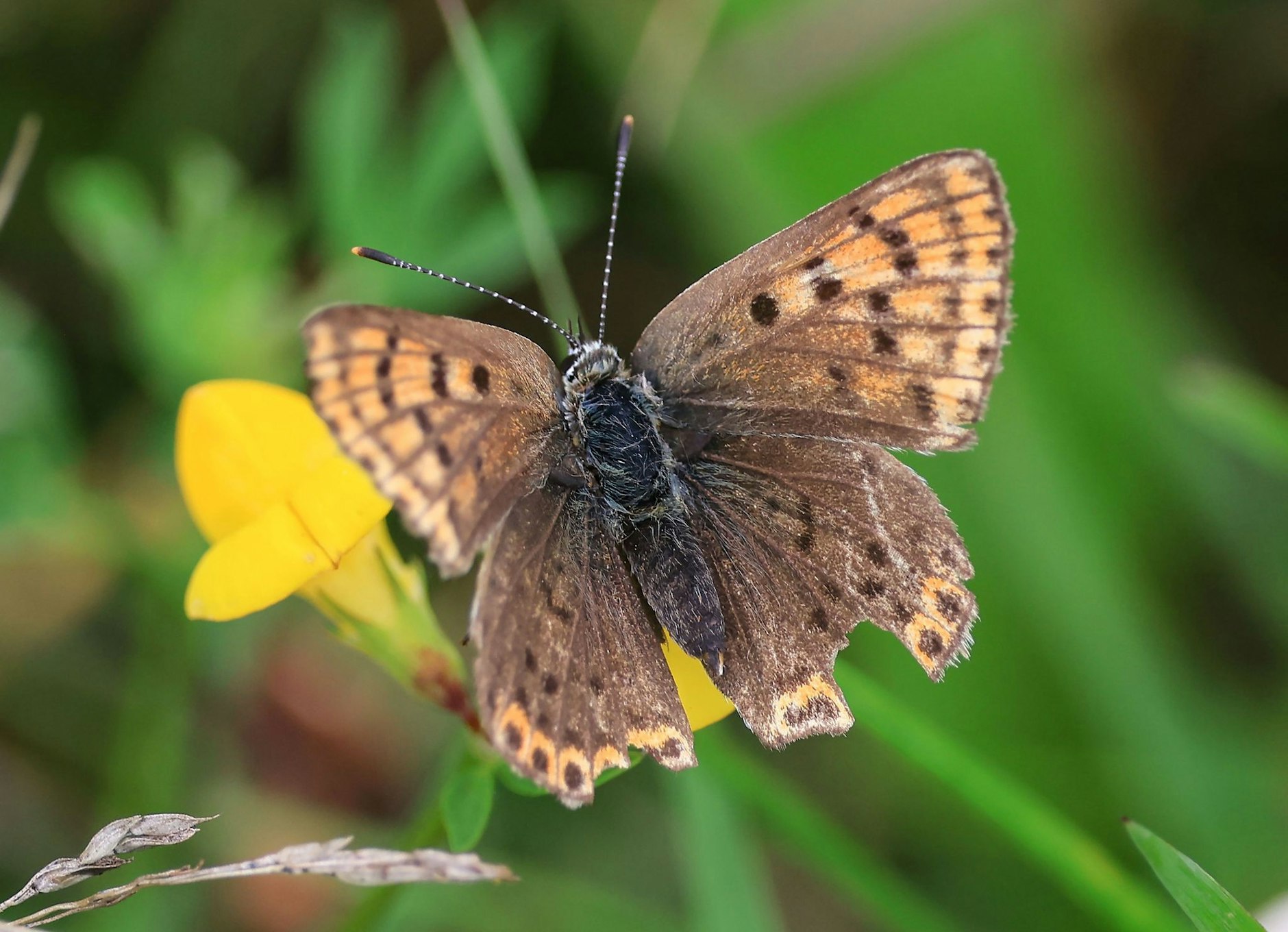 PRODUKTION - Ein Feuerfalter zeigt im Nationalpark Eifel seine Pracht. Die Nationalparkverwaltung führt ein neues Tagfalter-Monitoring für Schmetterlinge durch.  