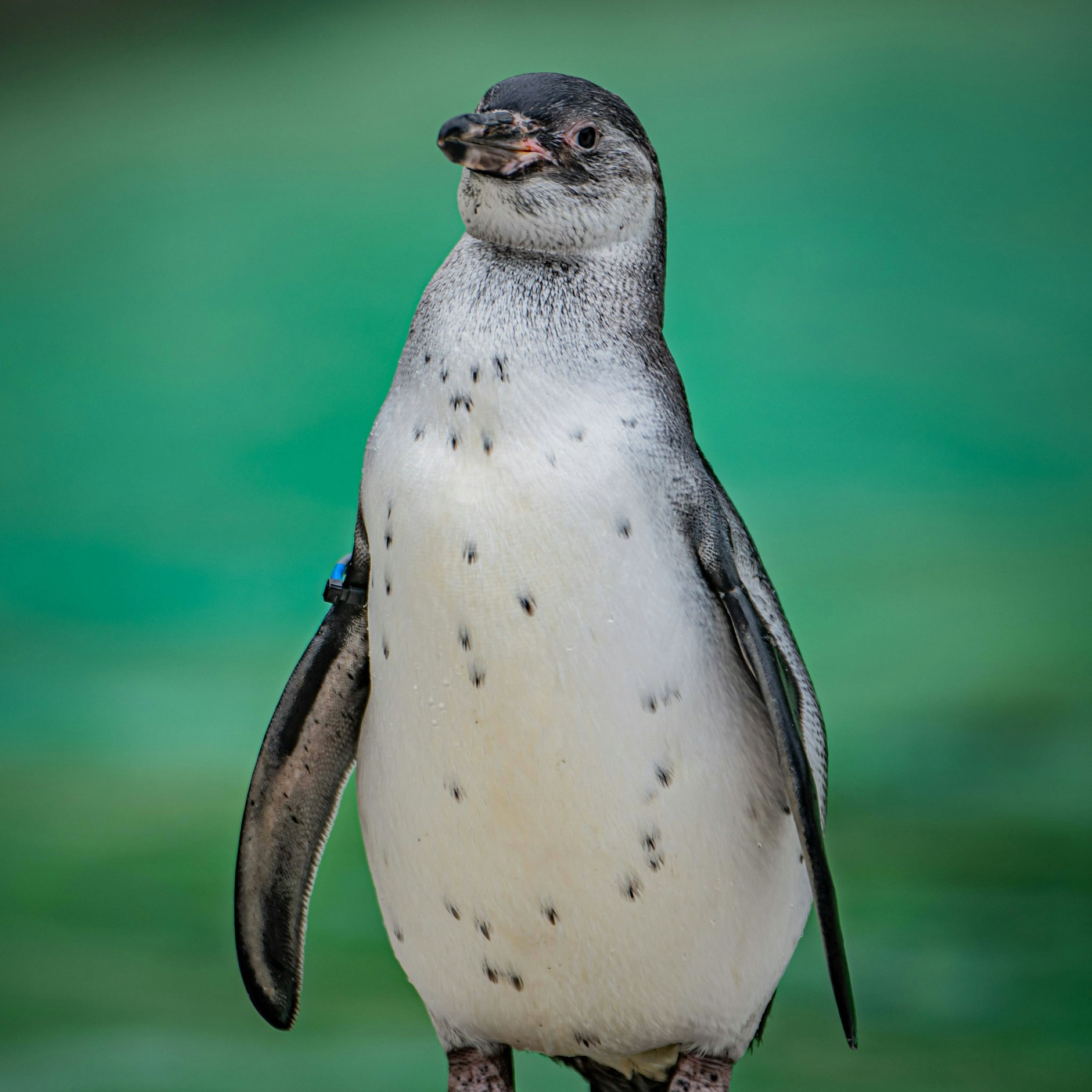 Der getötete Pinguin war ein Humboldt-Pinguin.