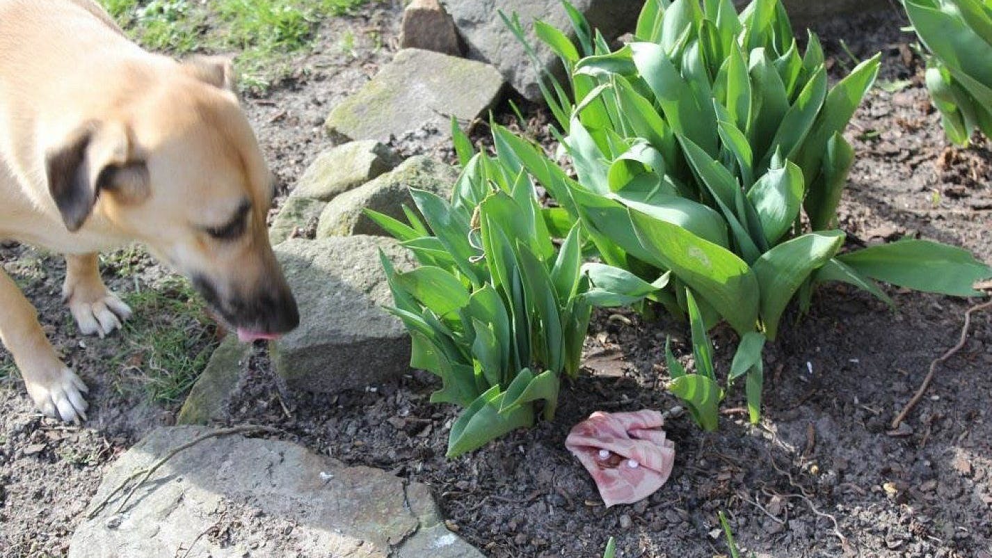  Berlin: ausgelegter Giftköder für Hunde. 