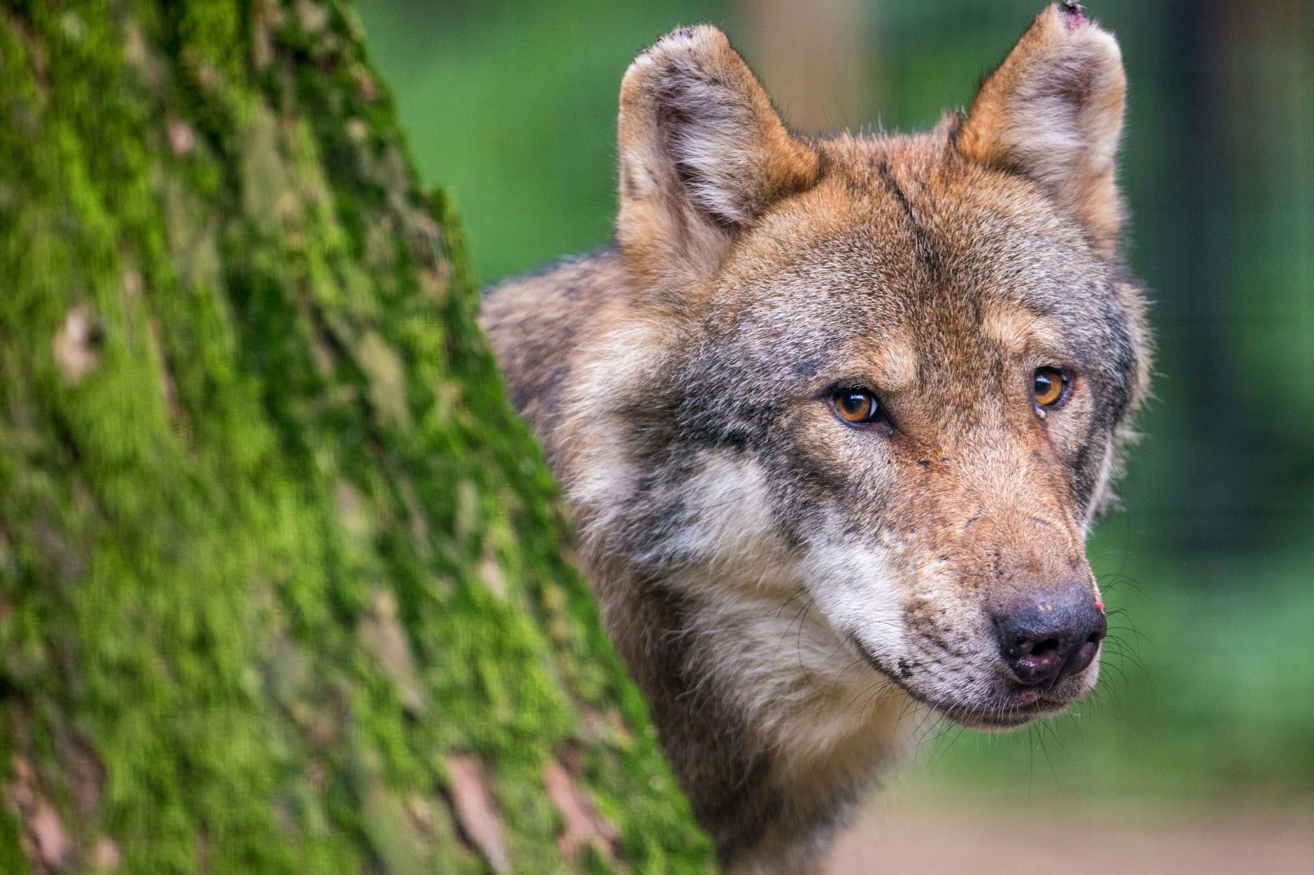 Ein Wolf schaut in einem Wildpark hinter einem Baum hervor. Die FDP will in der freien Wildbahn den Wolfsschutz verbessern. 