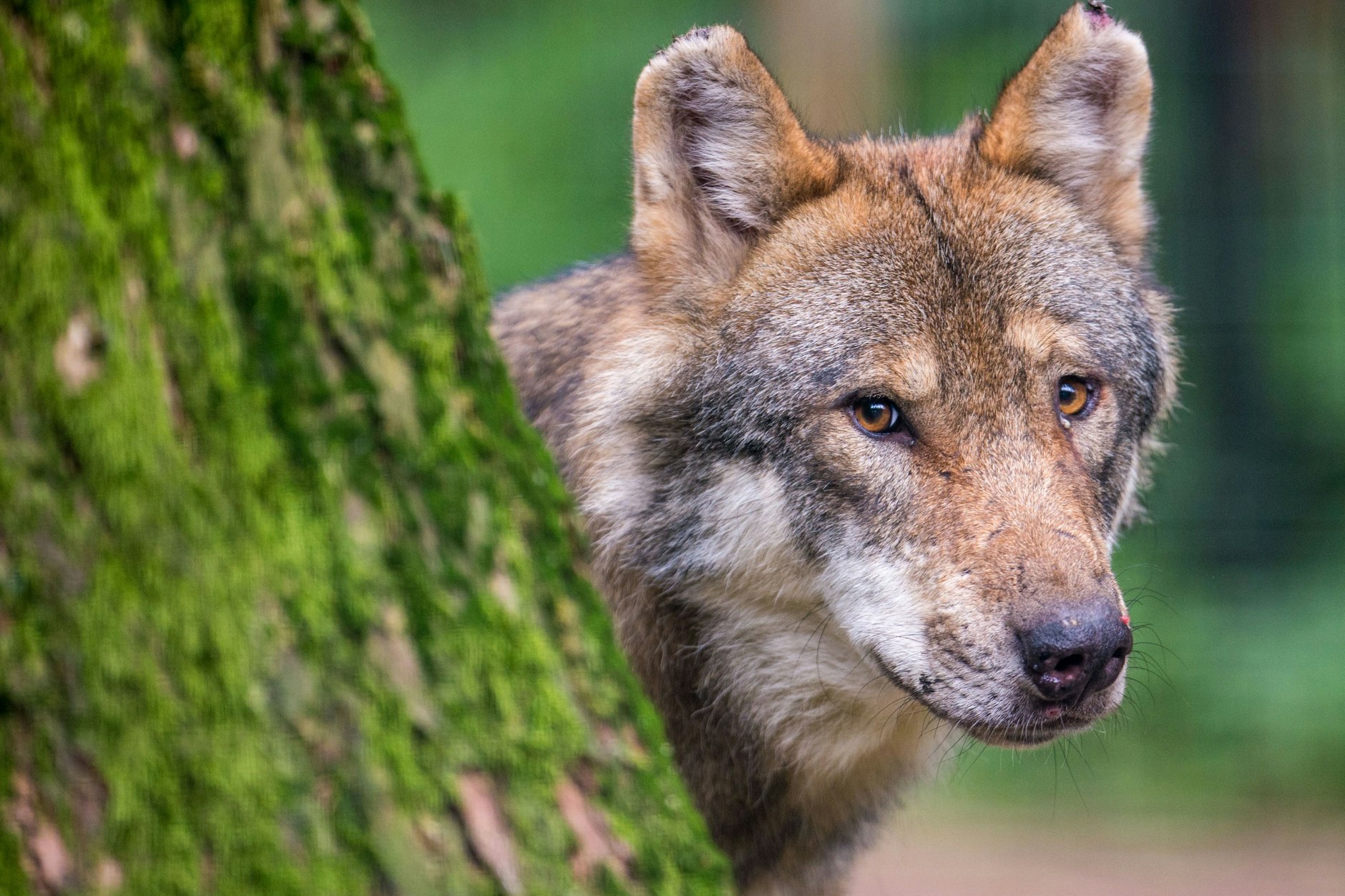 Ein Wolf schaut in einem Wildpark hinter einem Baum hervor. Die FDP will in der freien Wildbahn den Wolfsschutz verbessern.&nbsp;