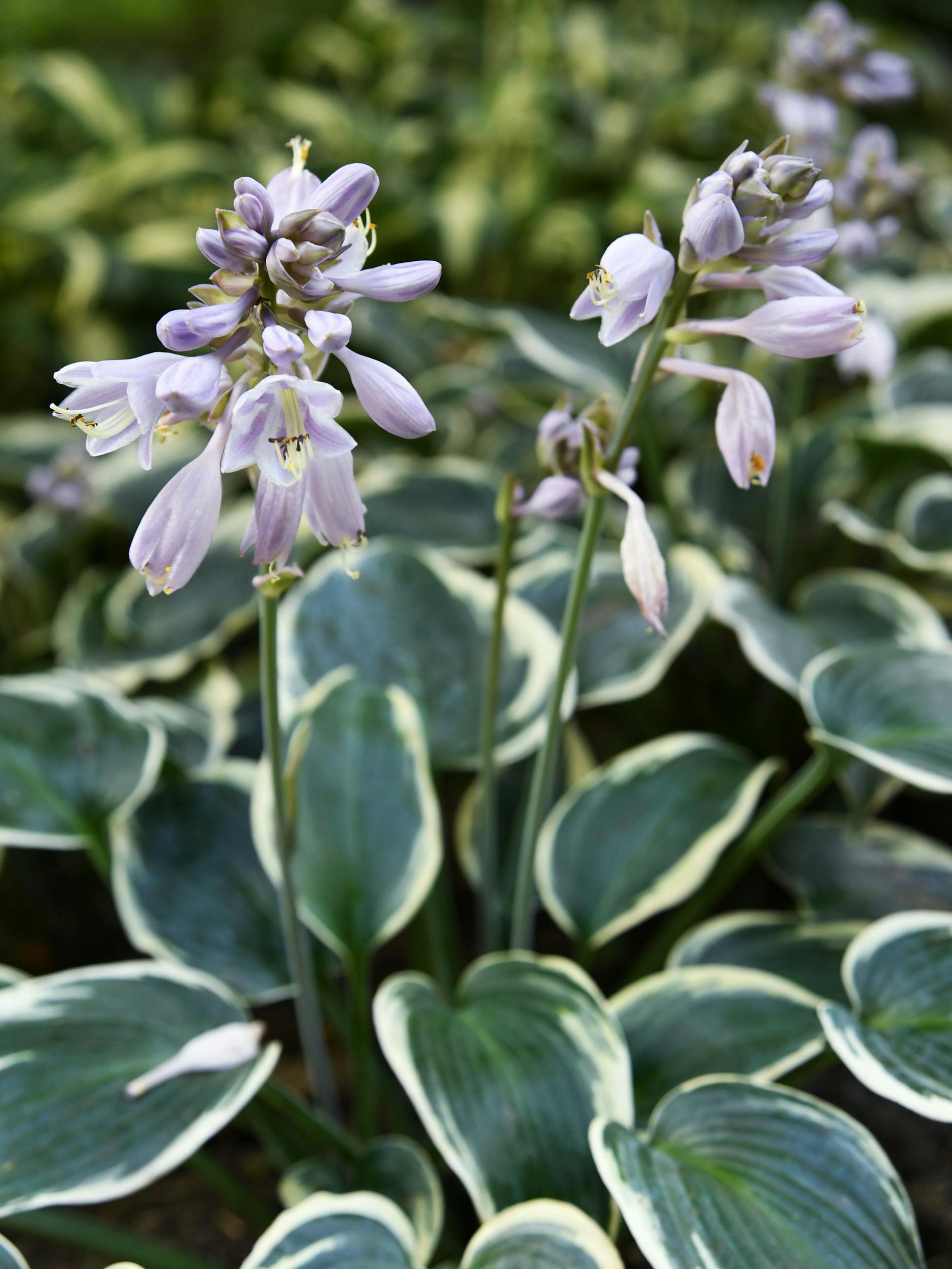 Klare Kante: Die Weißrand-Funkie ist mit ihren Blättern ein echter Hingucker.