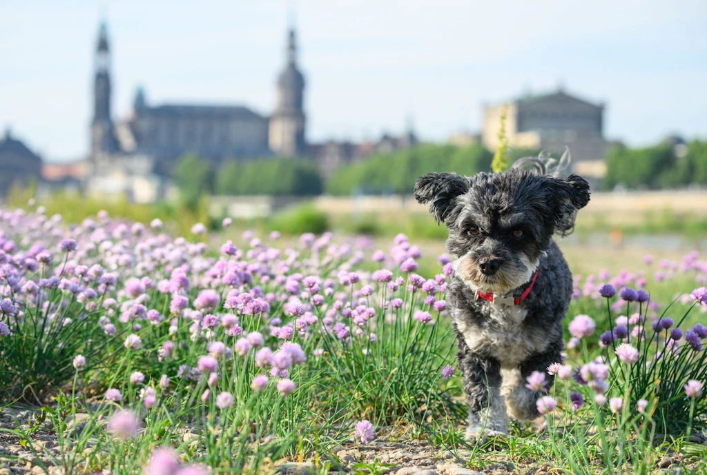 Hundehasser tötet Welpen mit Giftköder