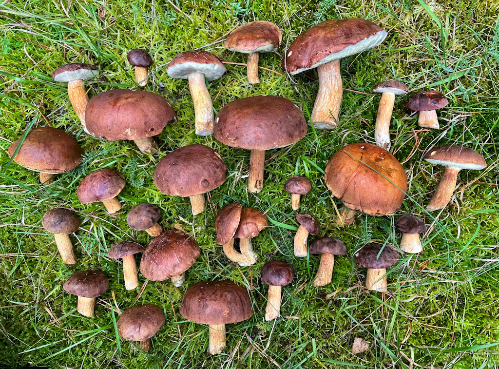 Pilze gefunden: Dann kochen Sie doch mal einen Pilz-Gemüse-Topf