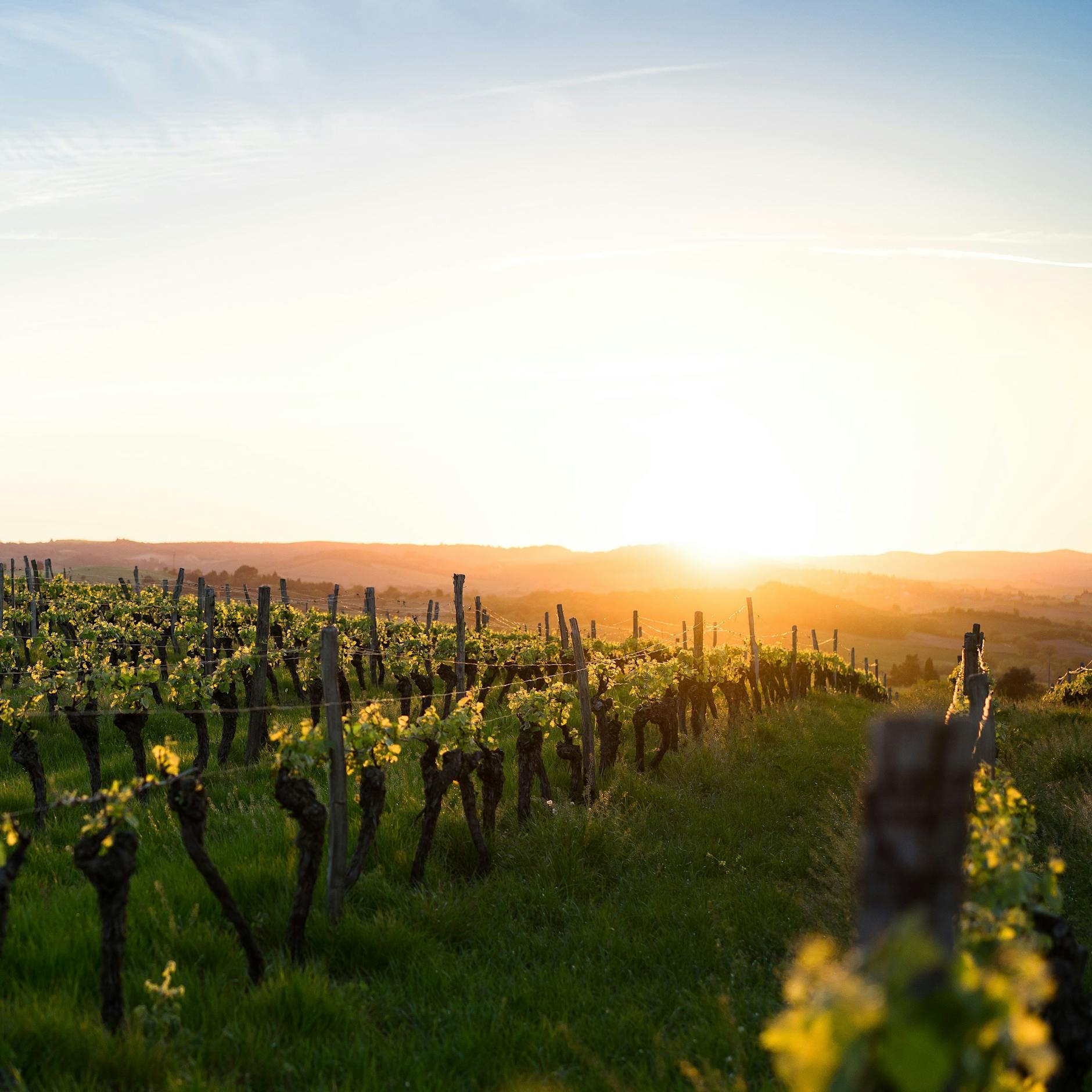 Nein zu Wein? Franzosen verschmähen Nationalgetränk