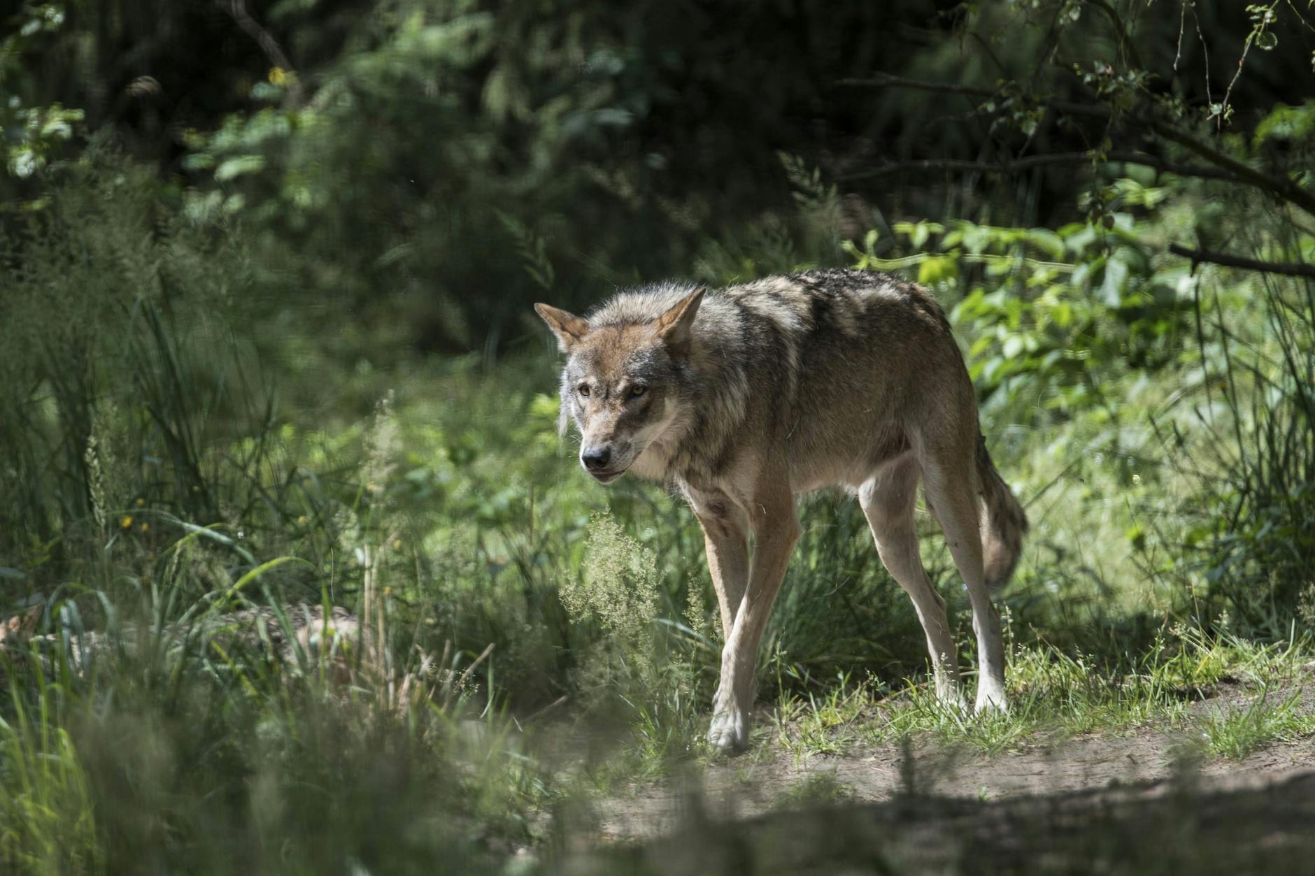 Die unbequeme Wahrheit: Dass der Wolf in Deutschland heimisch wurde, ist kein Erfolg von Naturschützern. 